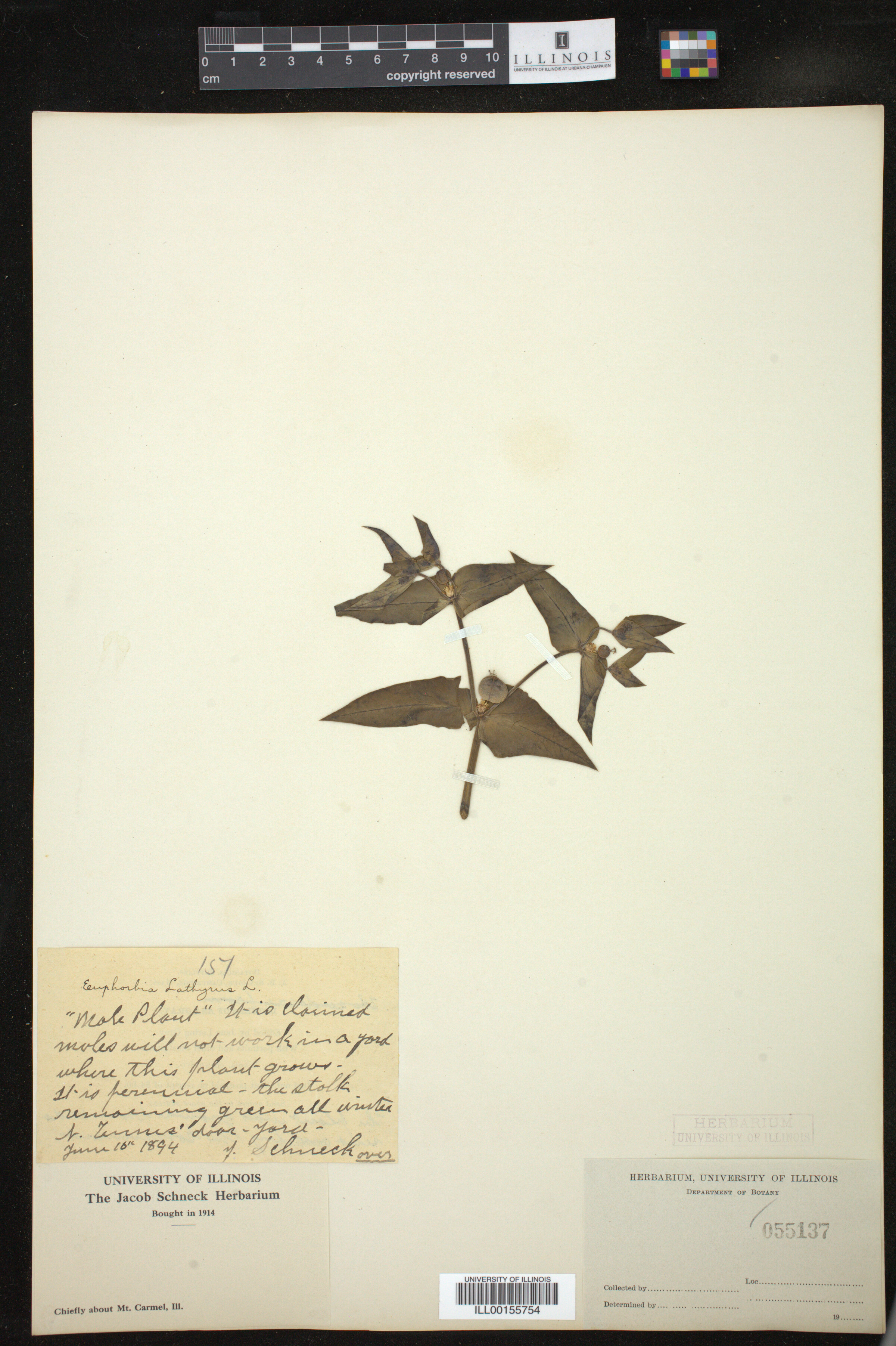 Euphorbia lathyris image