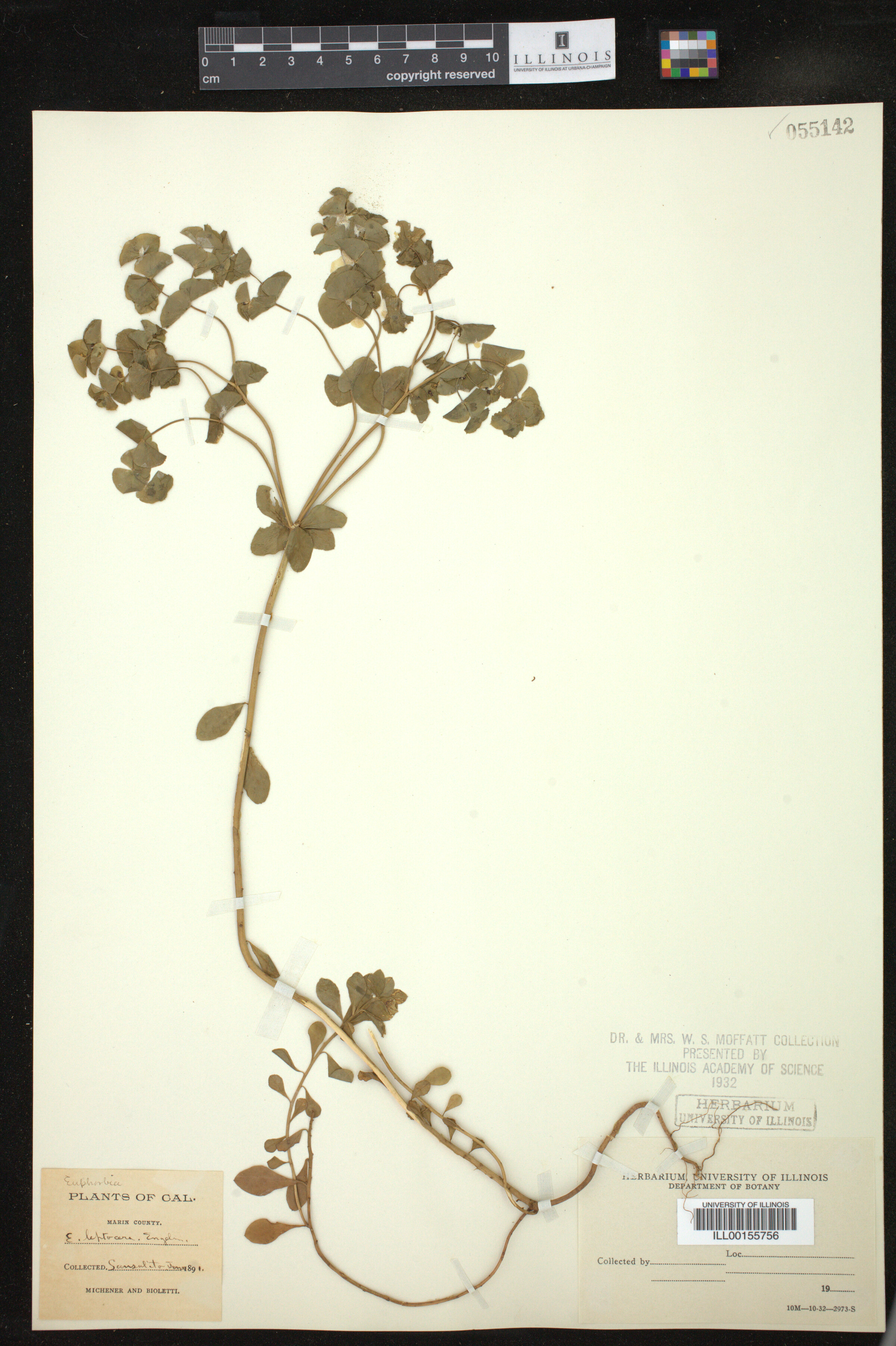 Euphorbia leptocera image