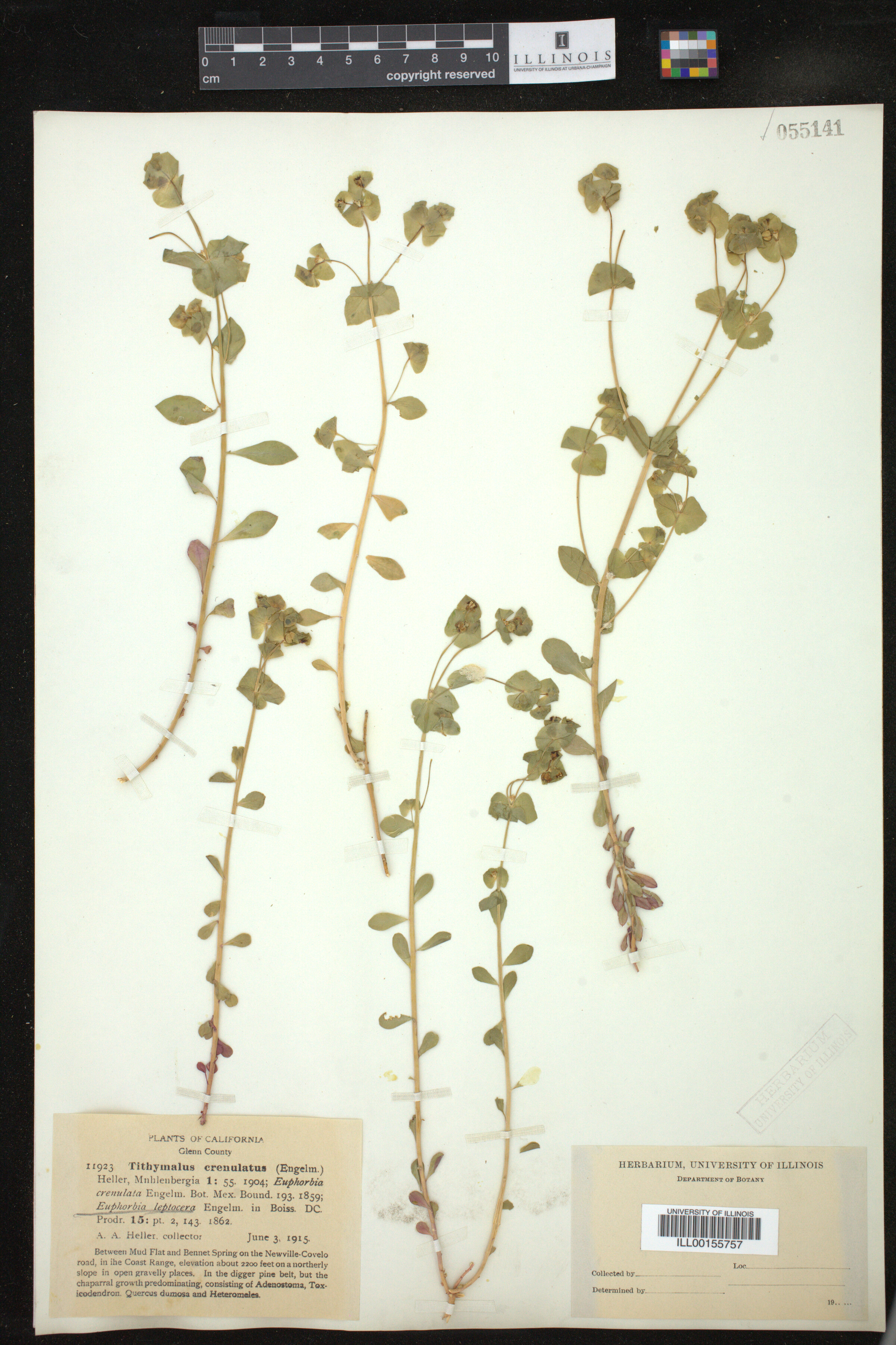 Euphorbia leptocera image