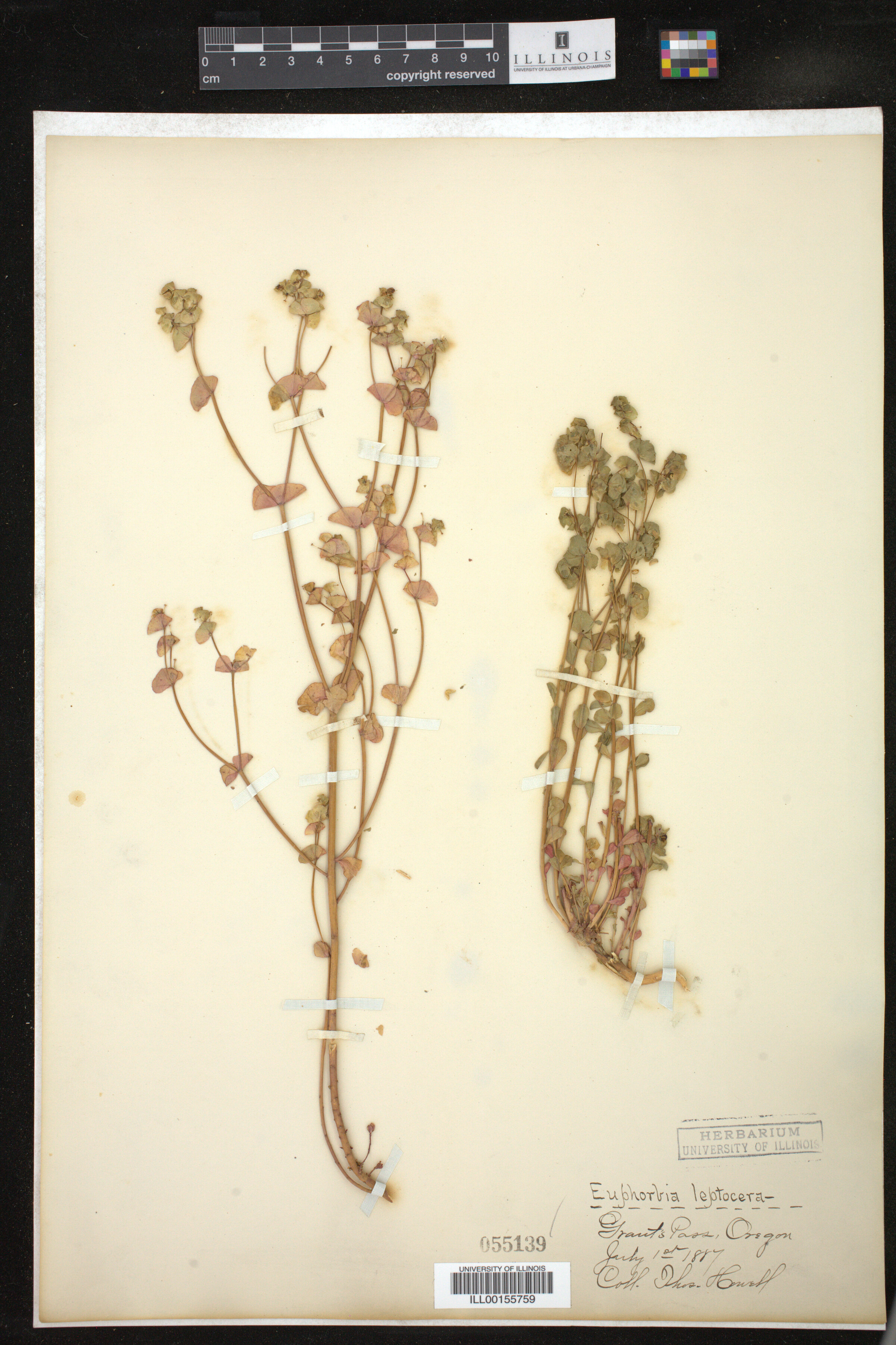 Euphorbia leptocera image
