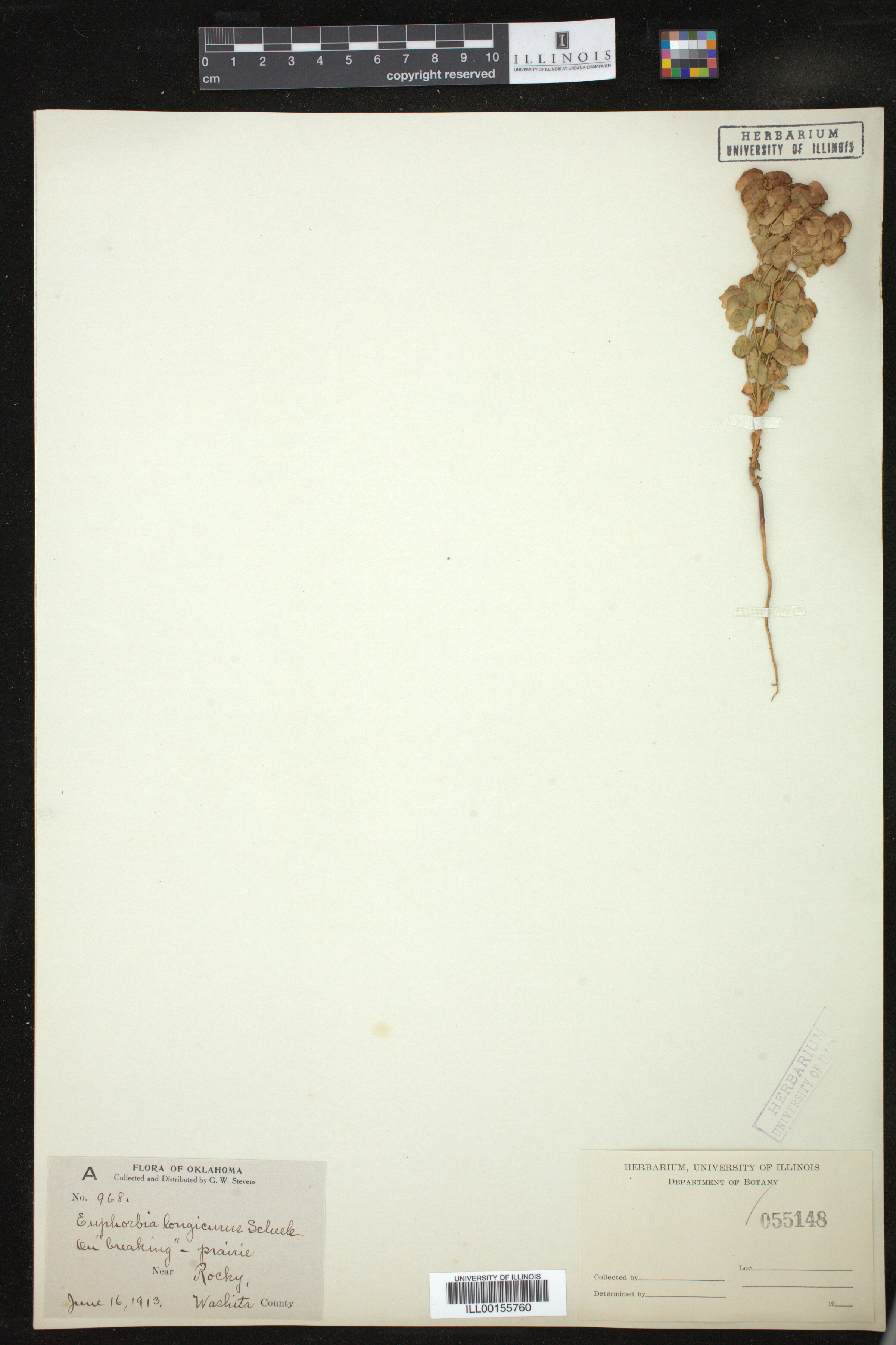 Euphorbia longicruris image