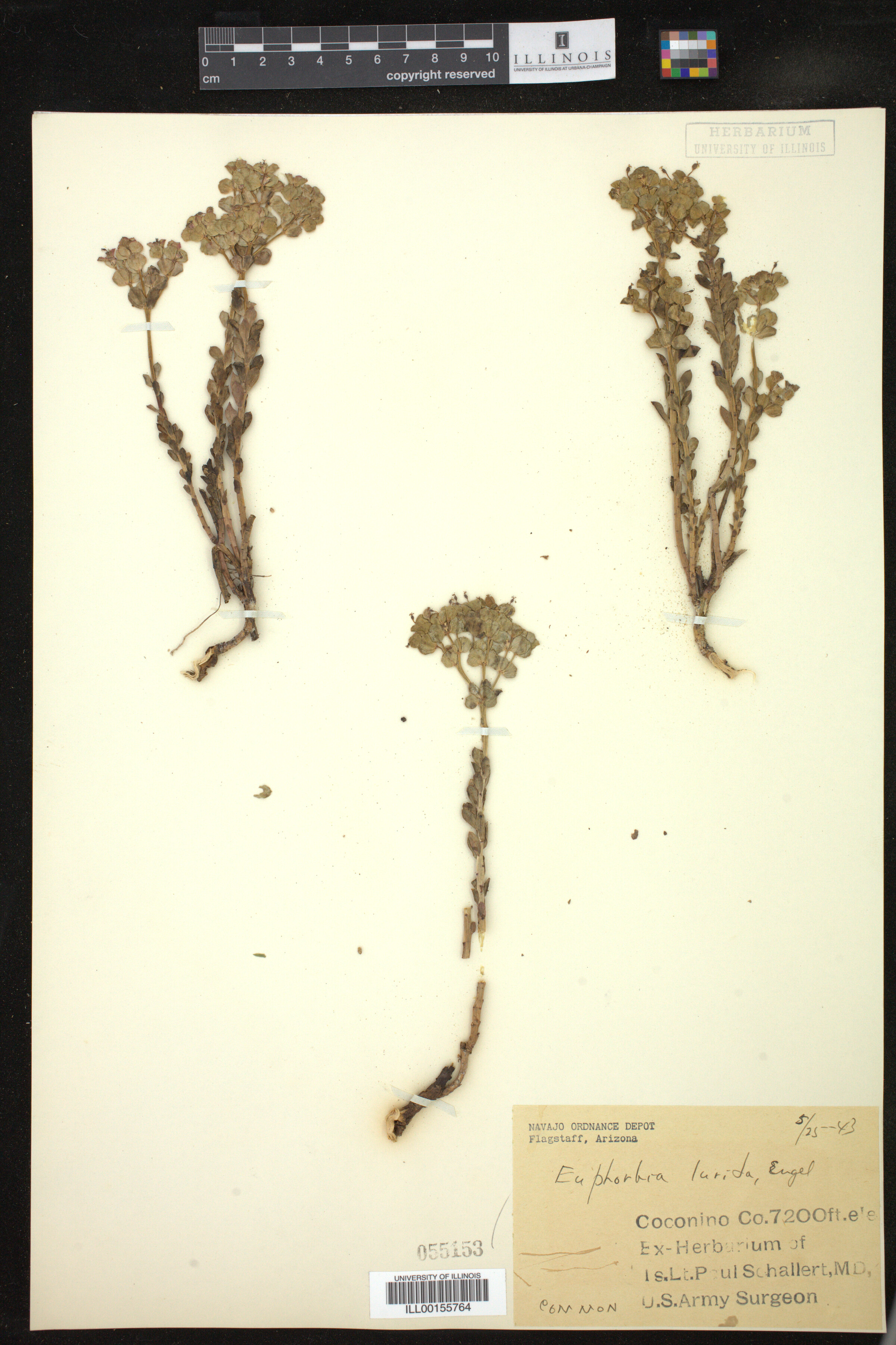 Euphorbia lurida image