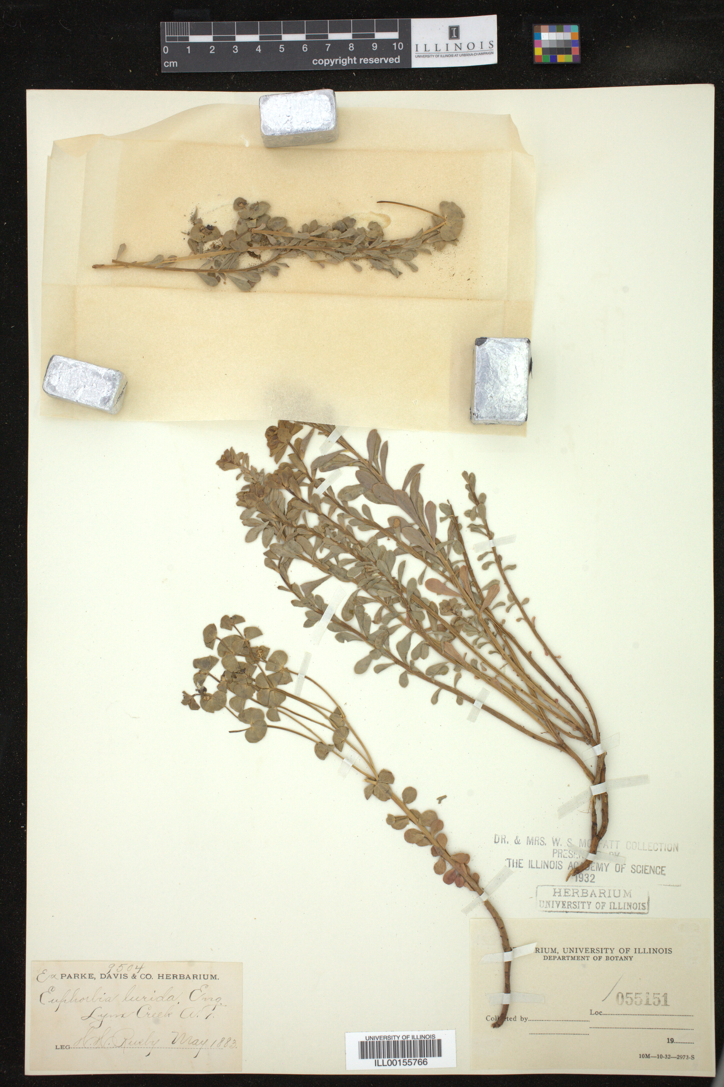 Euphorbia lurida image