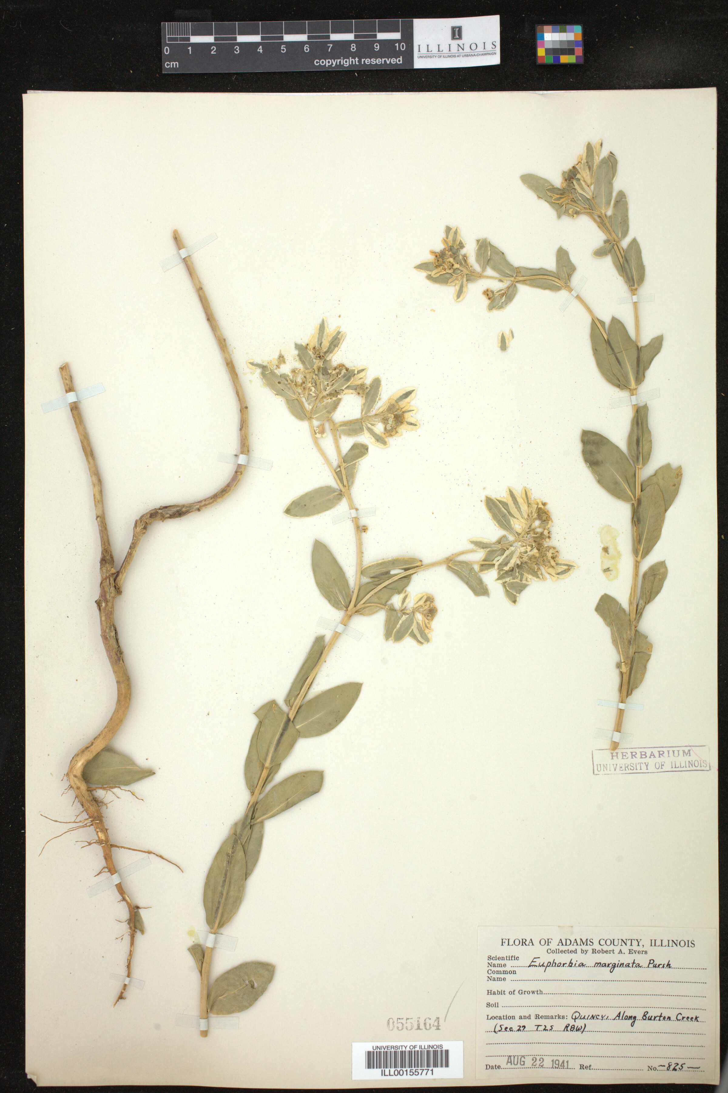 Euphorbia marginata image