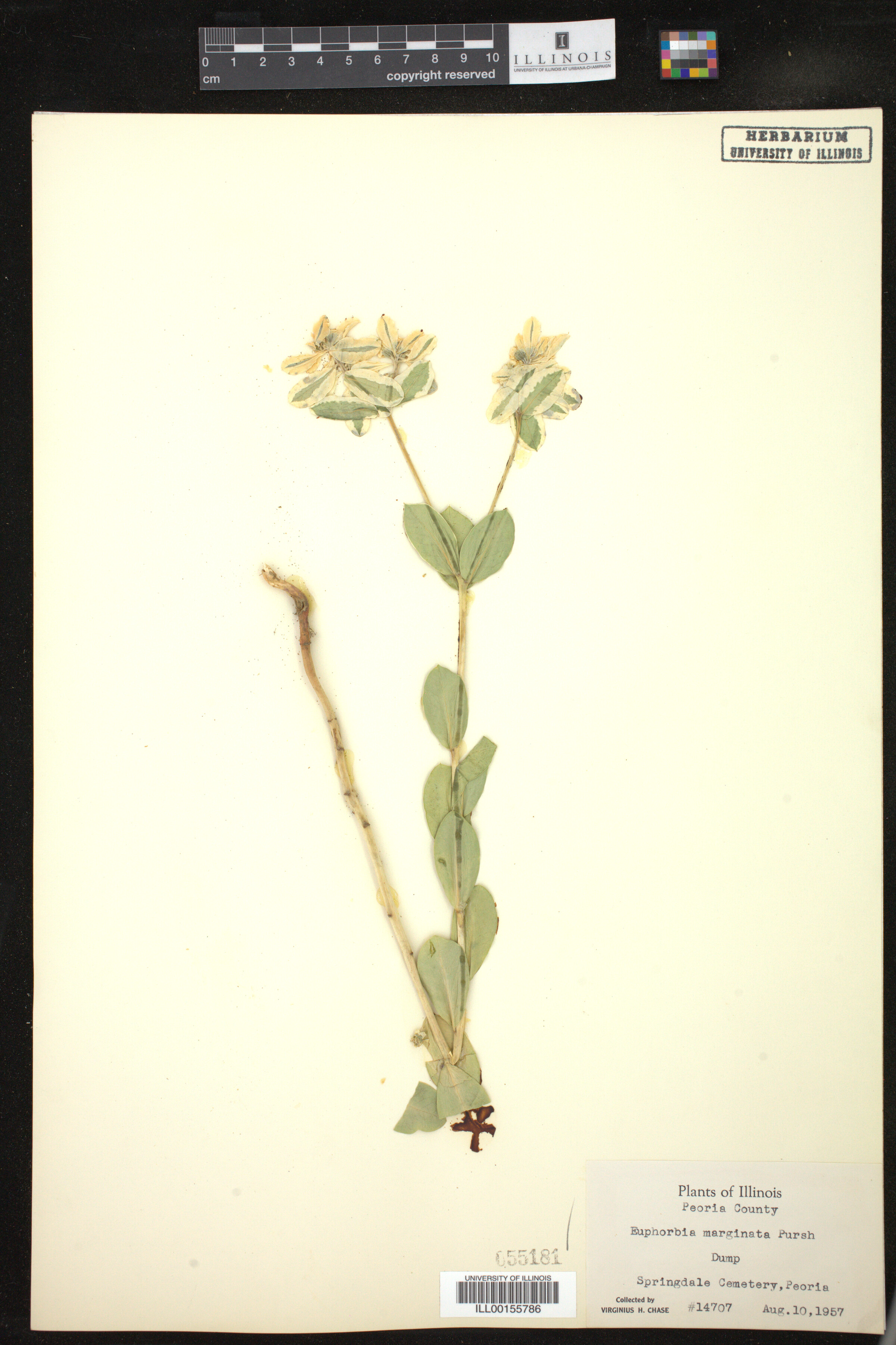 Euphorbia marginata image