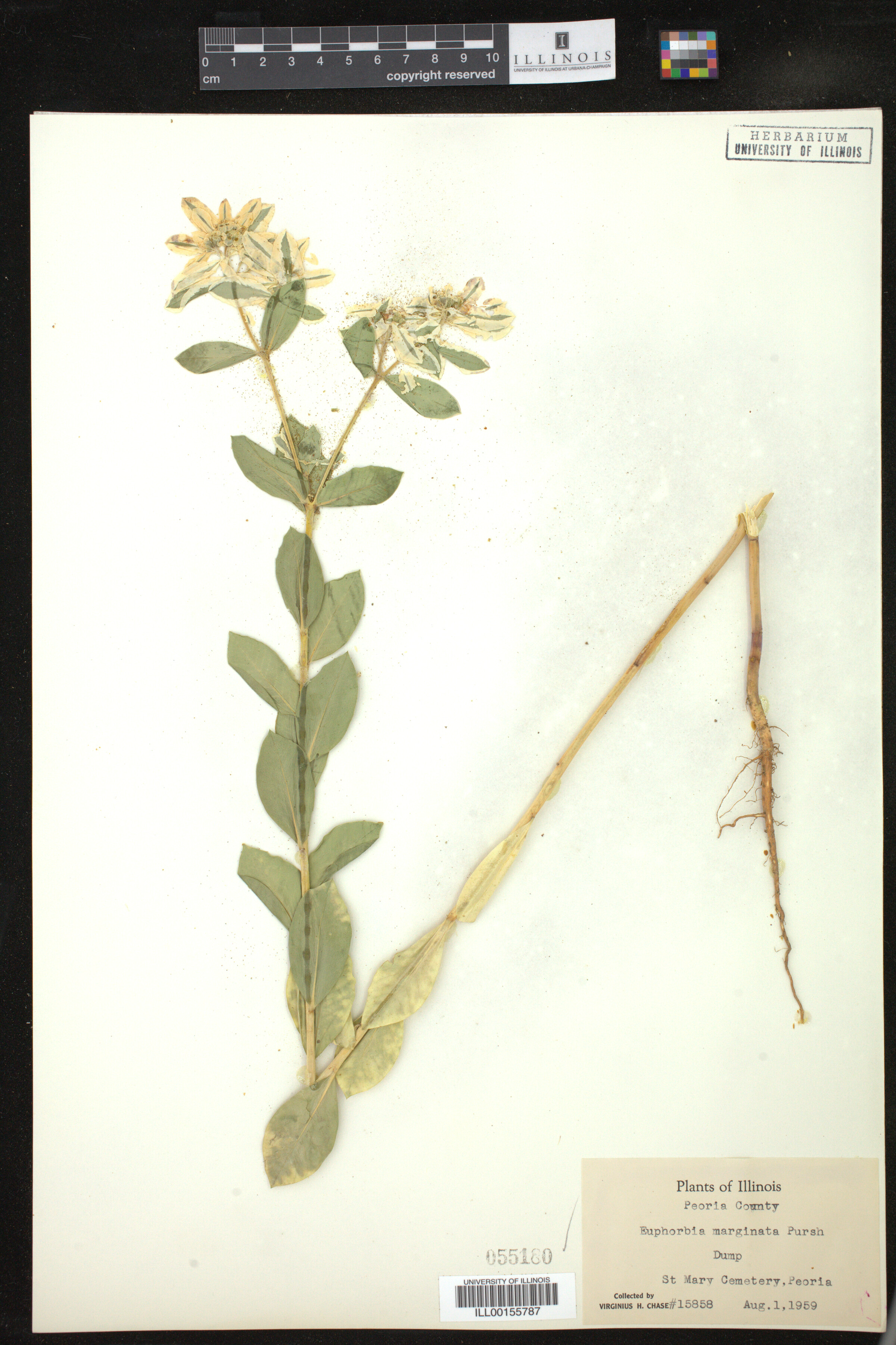 Euphorbia marginata image