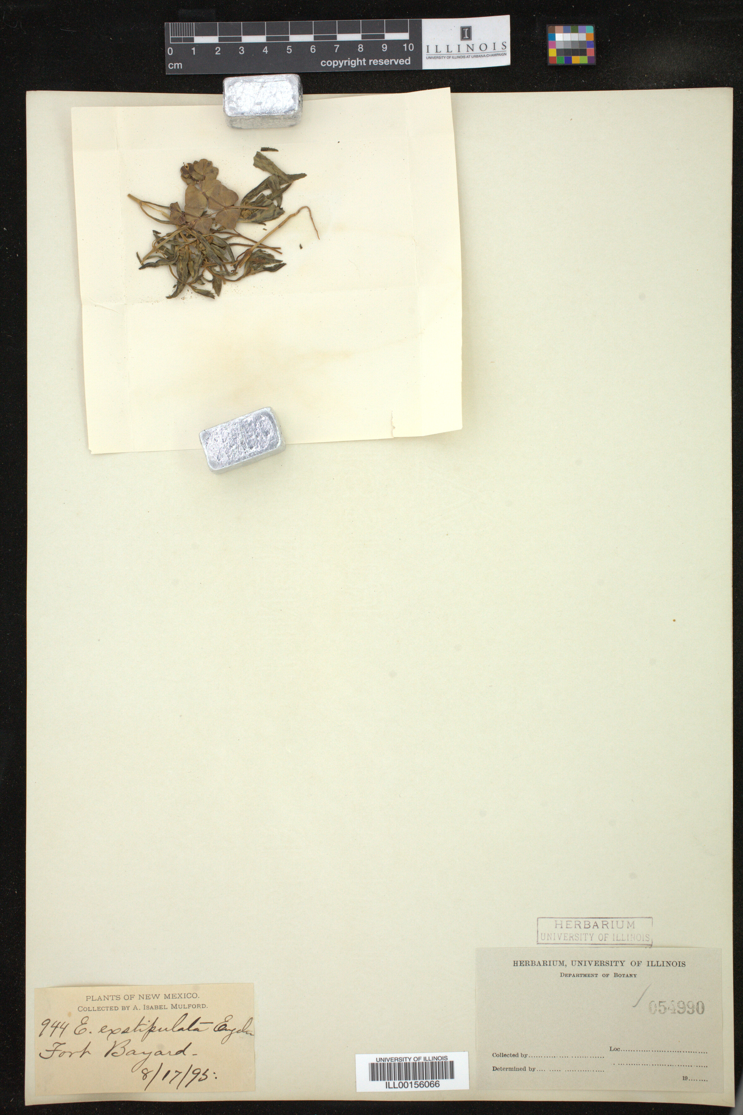 Euphorbia exstipulata image