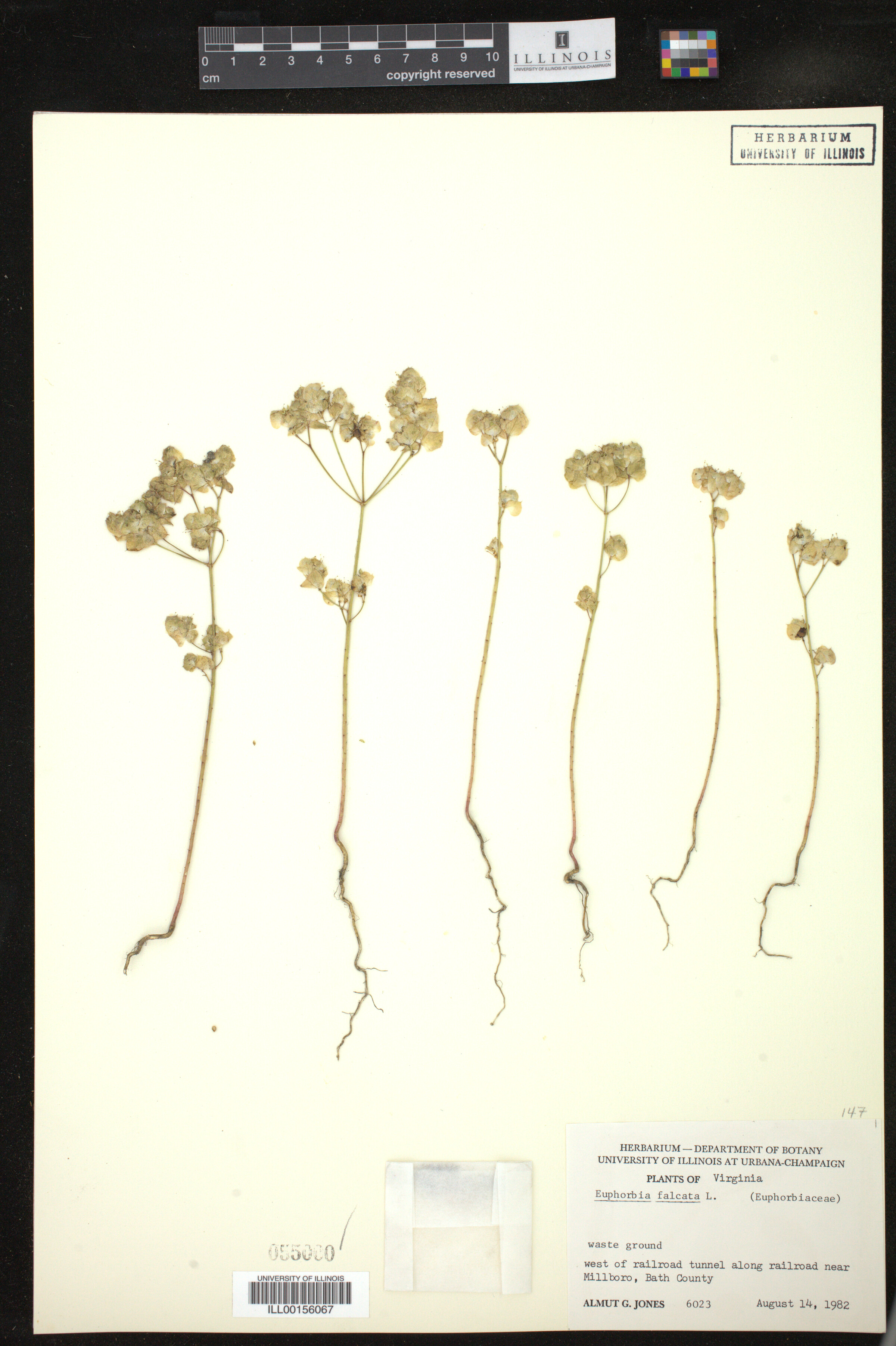 Euphorbia falcata image