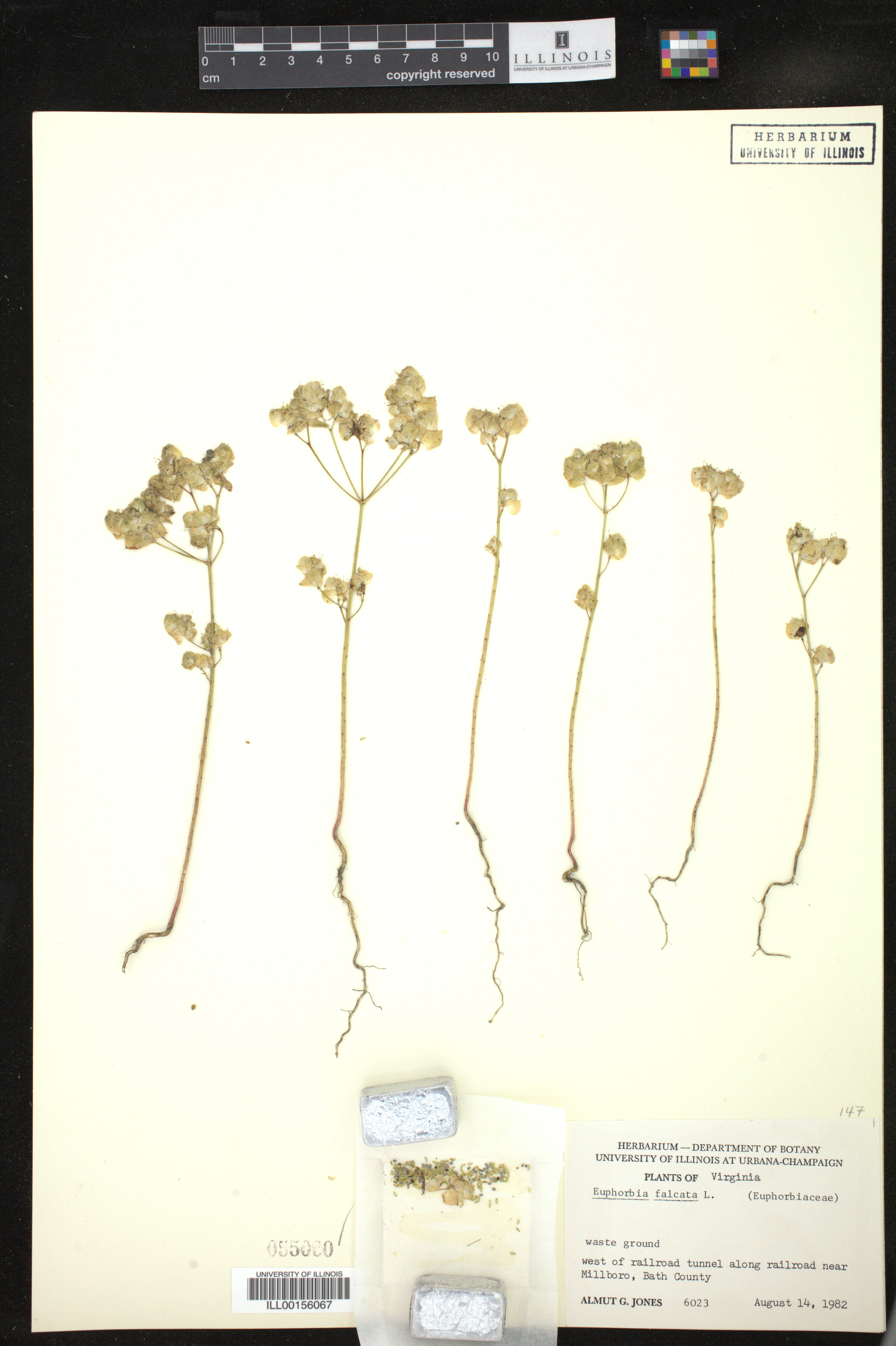 Euphorbia falcata image