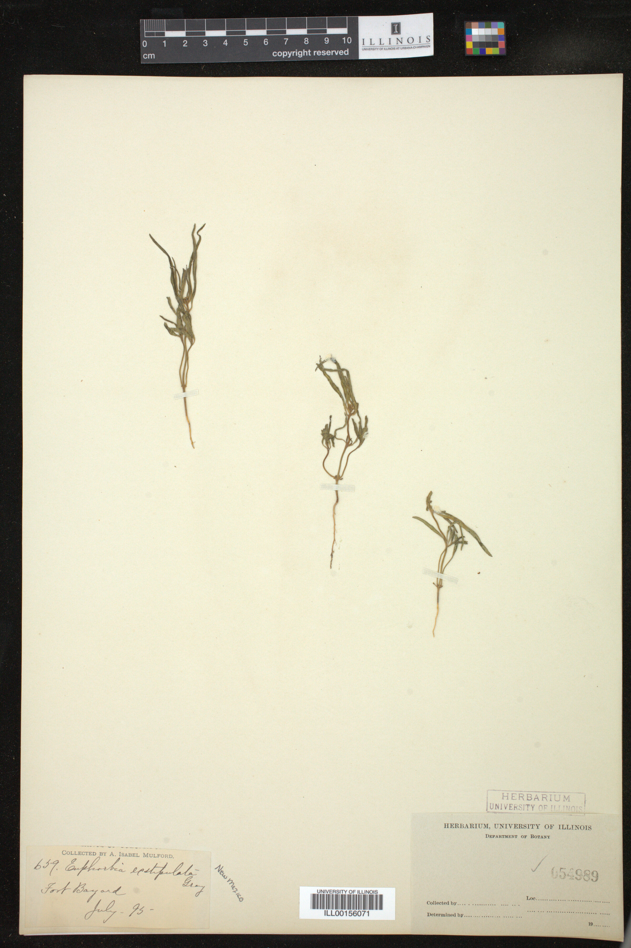 Euphorbia exstipulata image