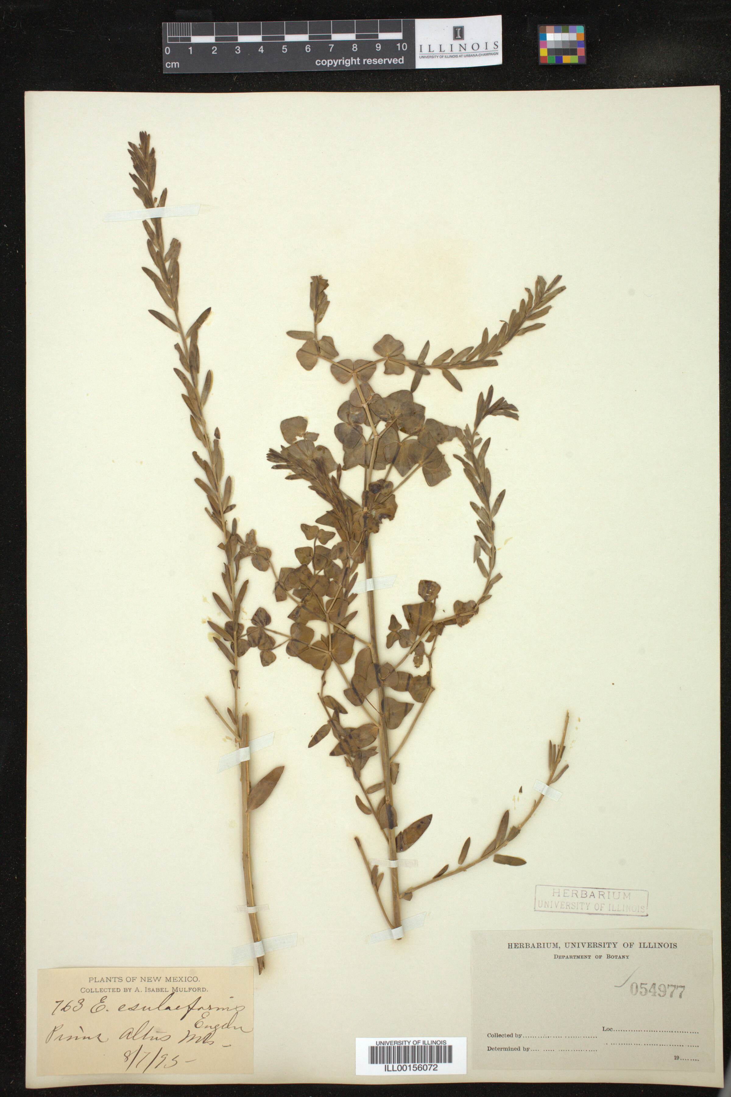 Euphorbia esuliformis image