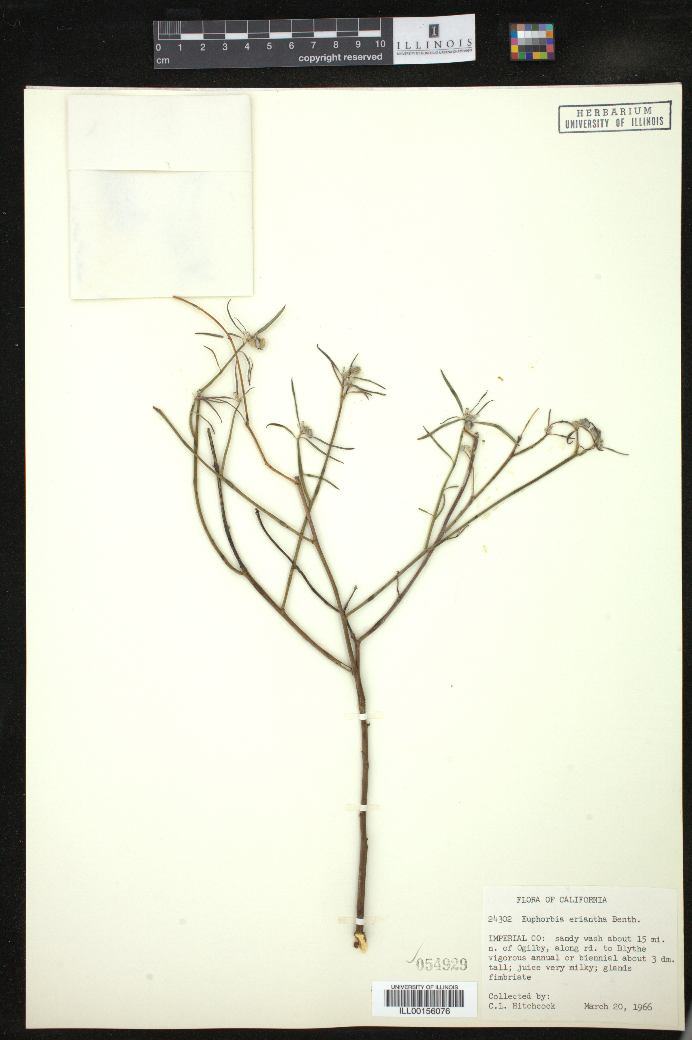 Euphorbia eriantha image