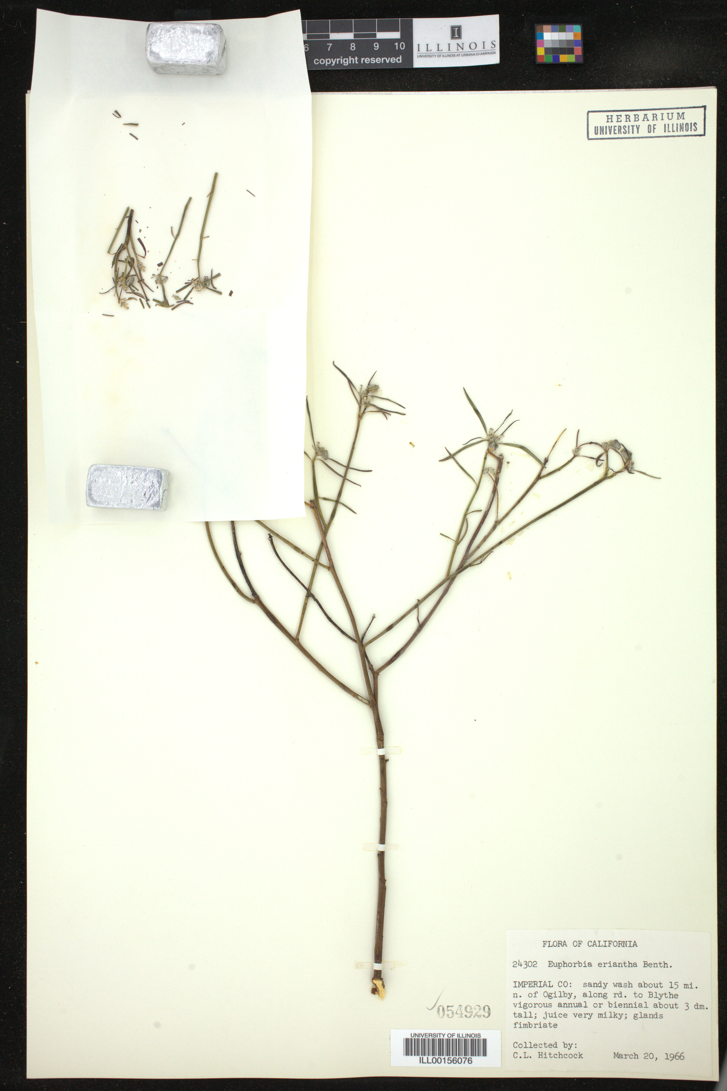 Euphorbia eriantha image