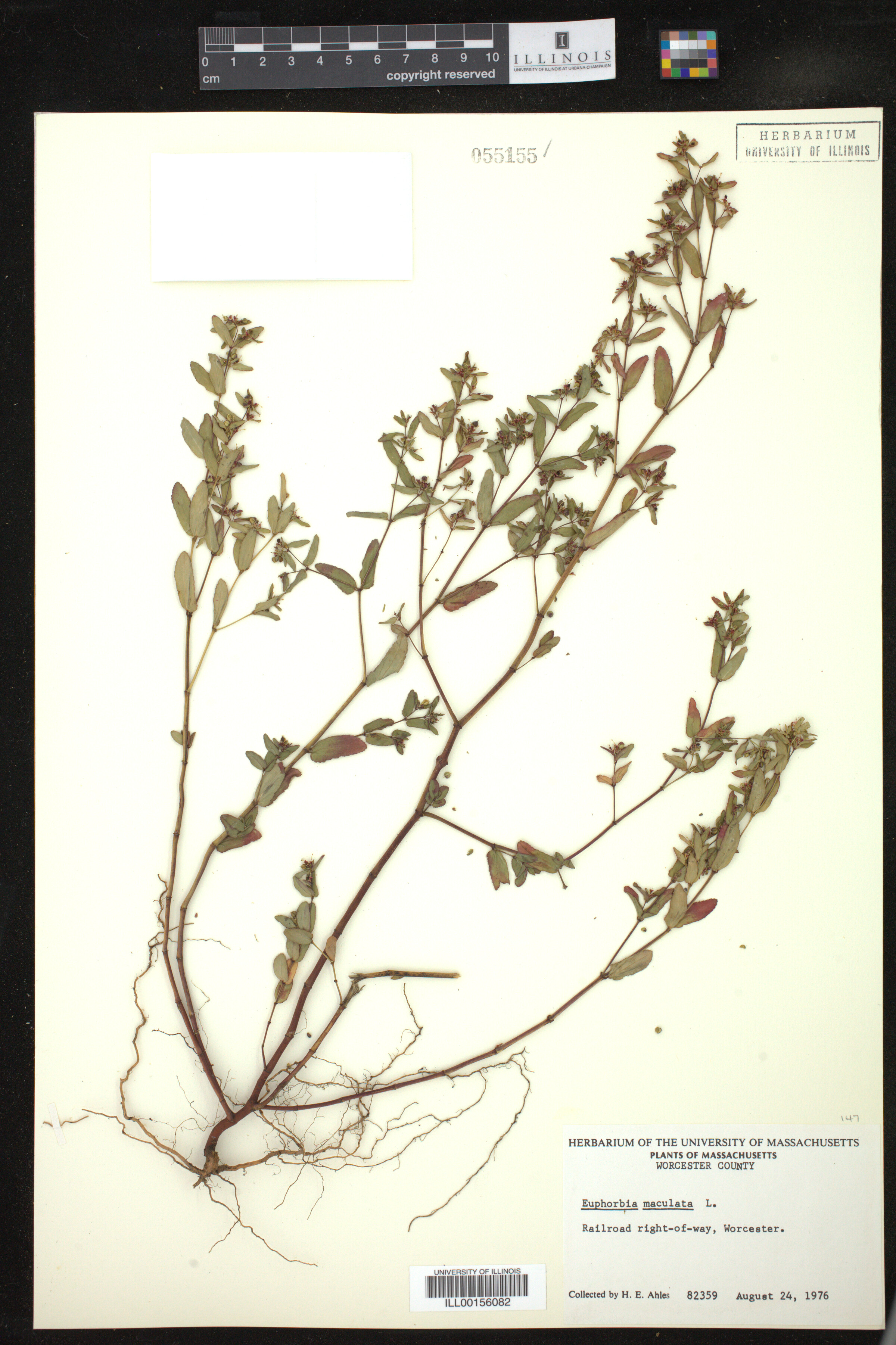 Euphorbia maculata image