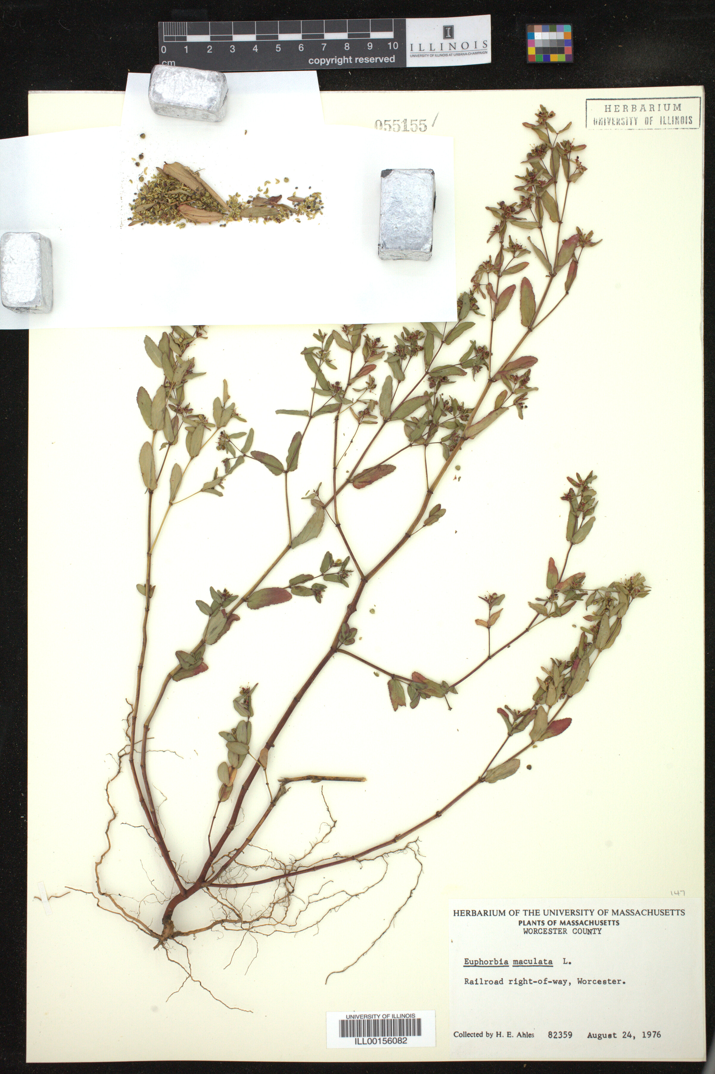 Euphorbia maculata image