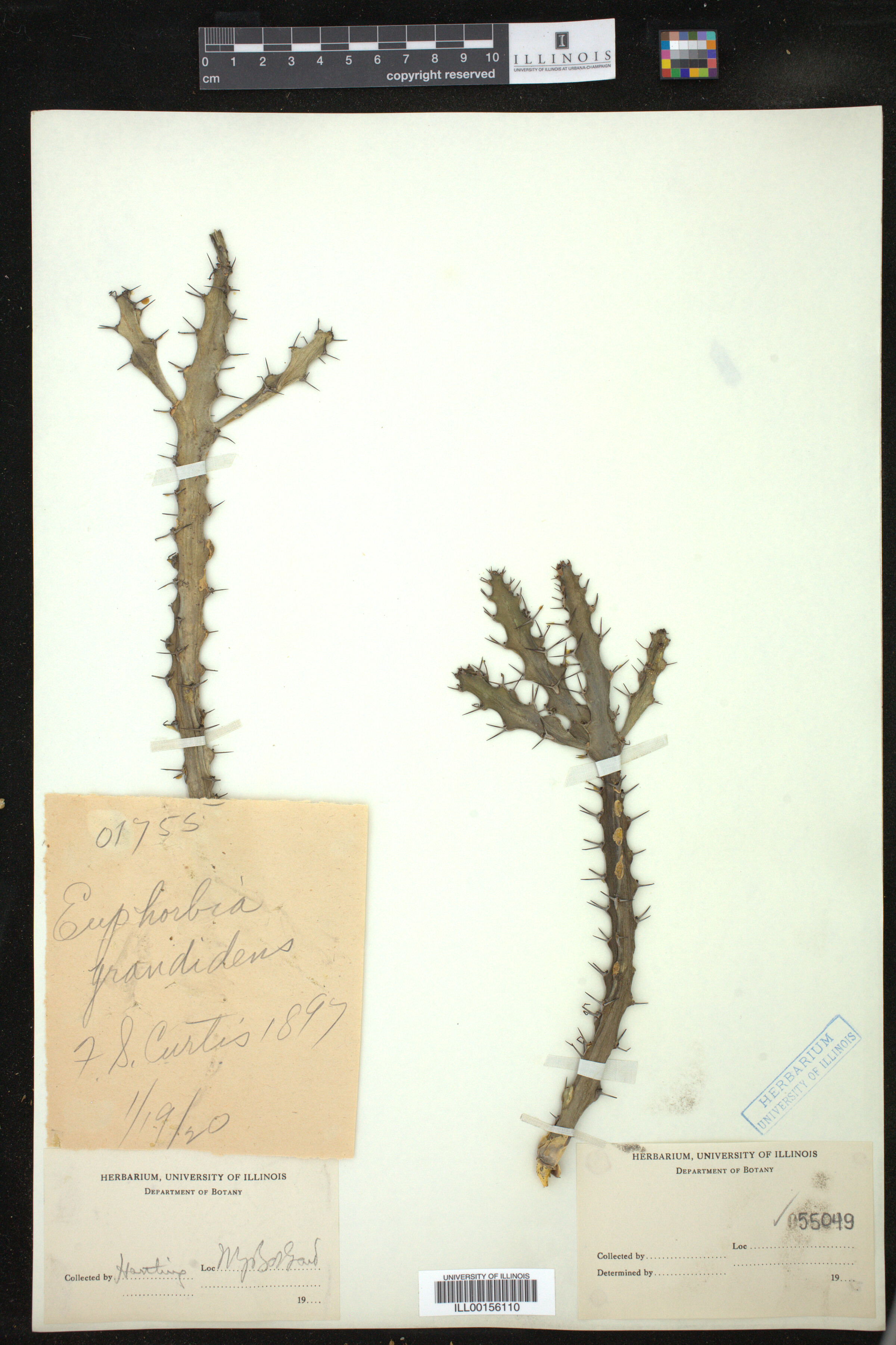 Euphorbia grandidens image