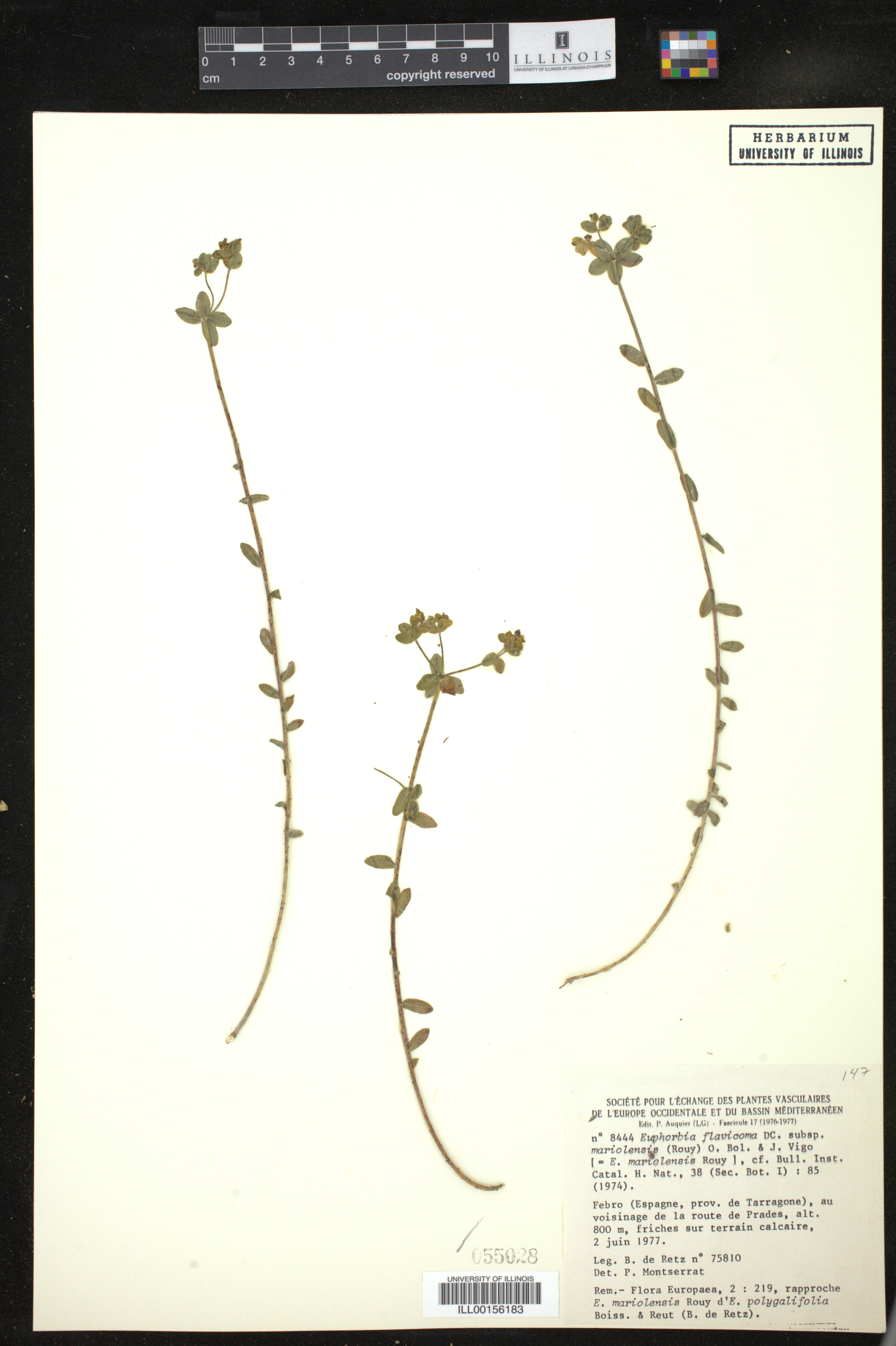 Euphorbia flavicoma image