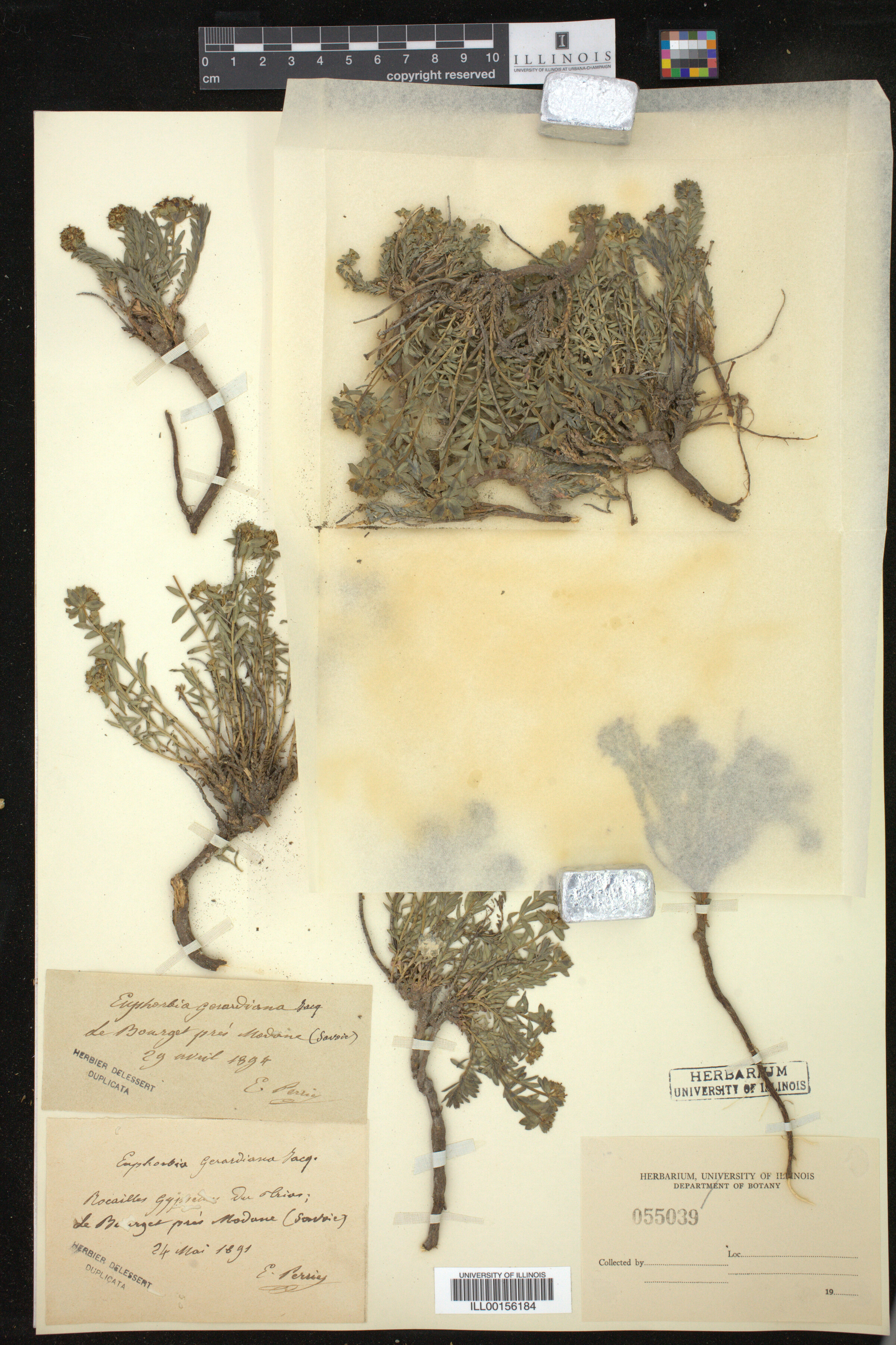 Euphorbia gerardiana image