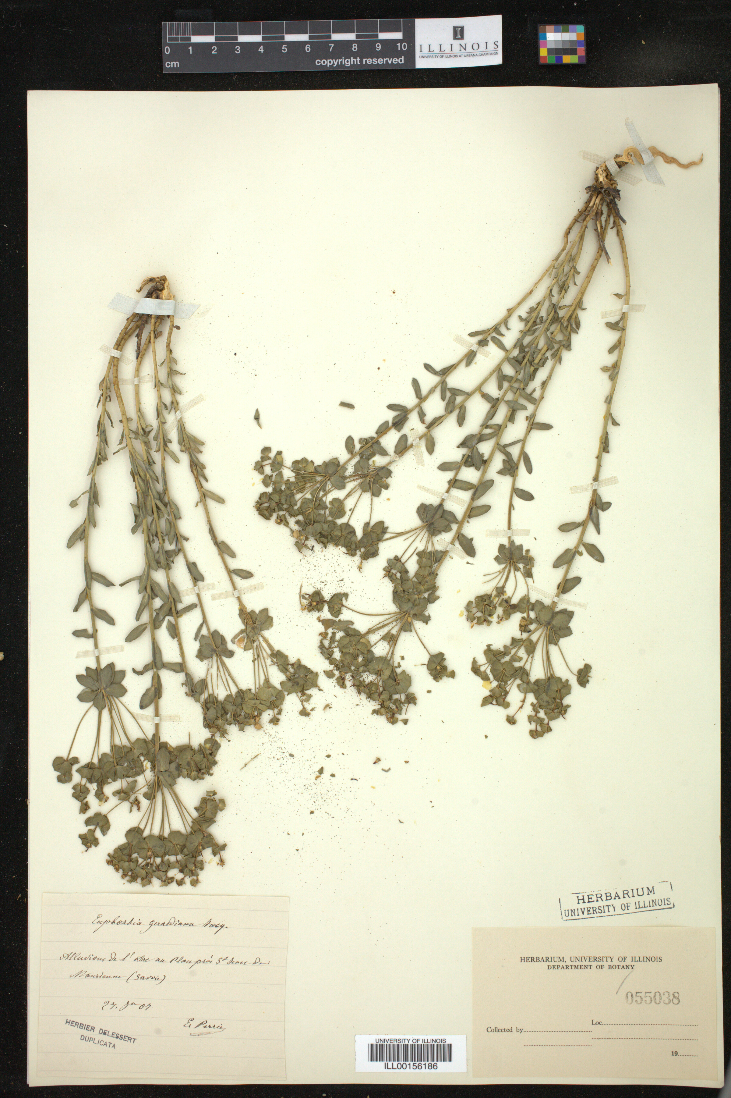 Euphorbia gerardiana image