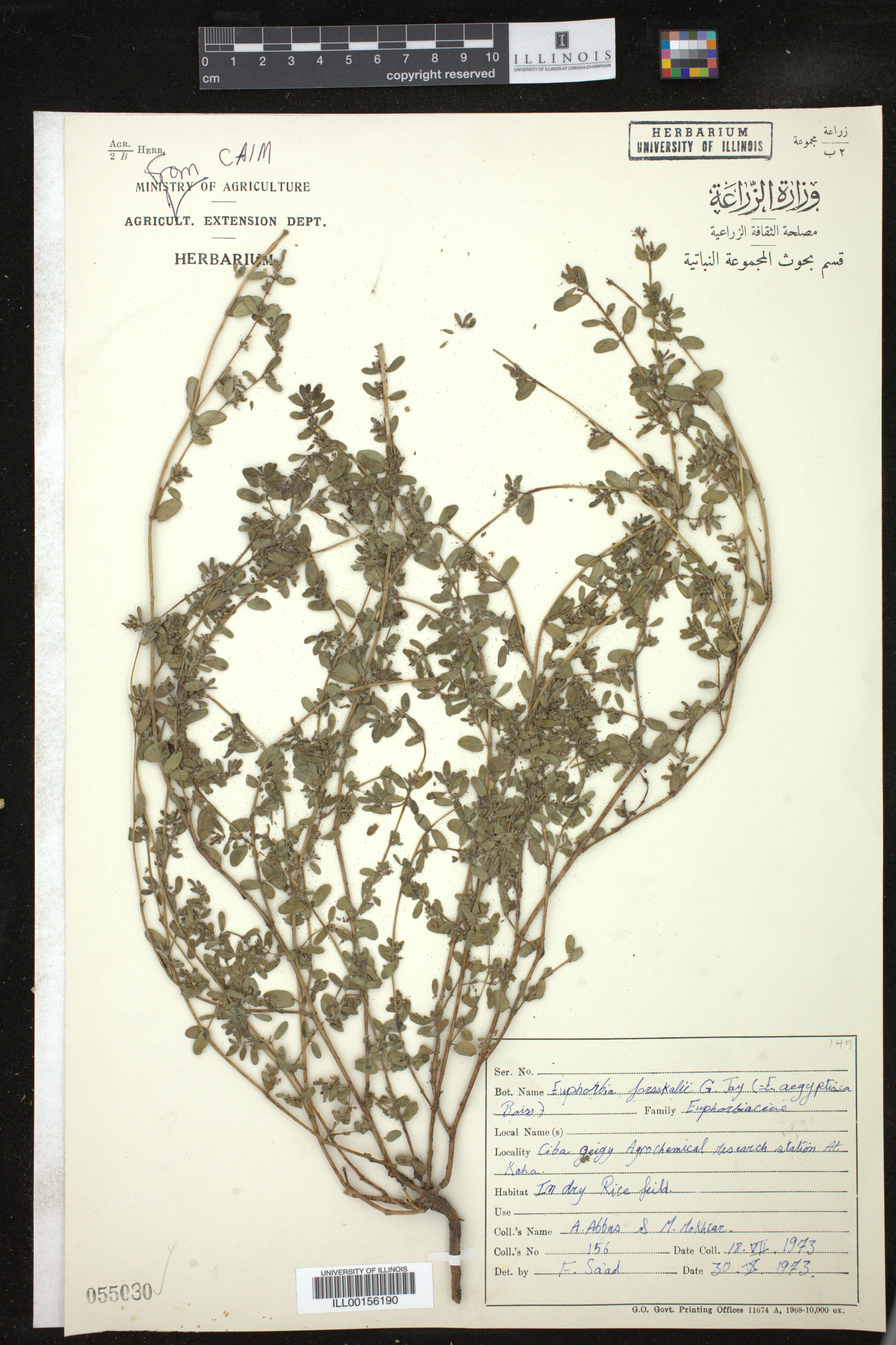 Euphorbia forsskalii image