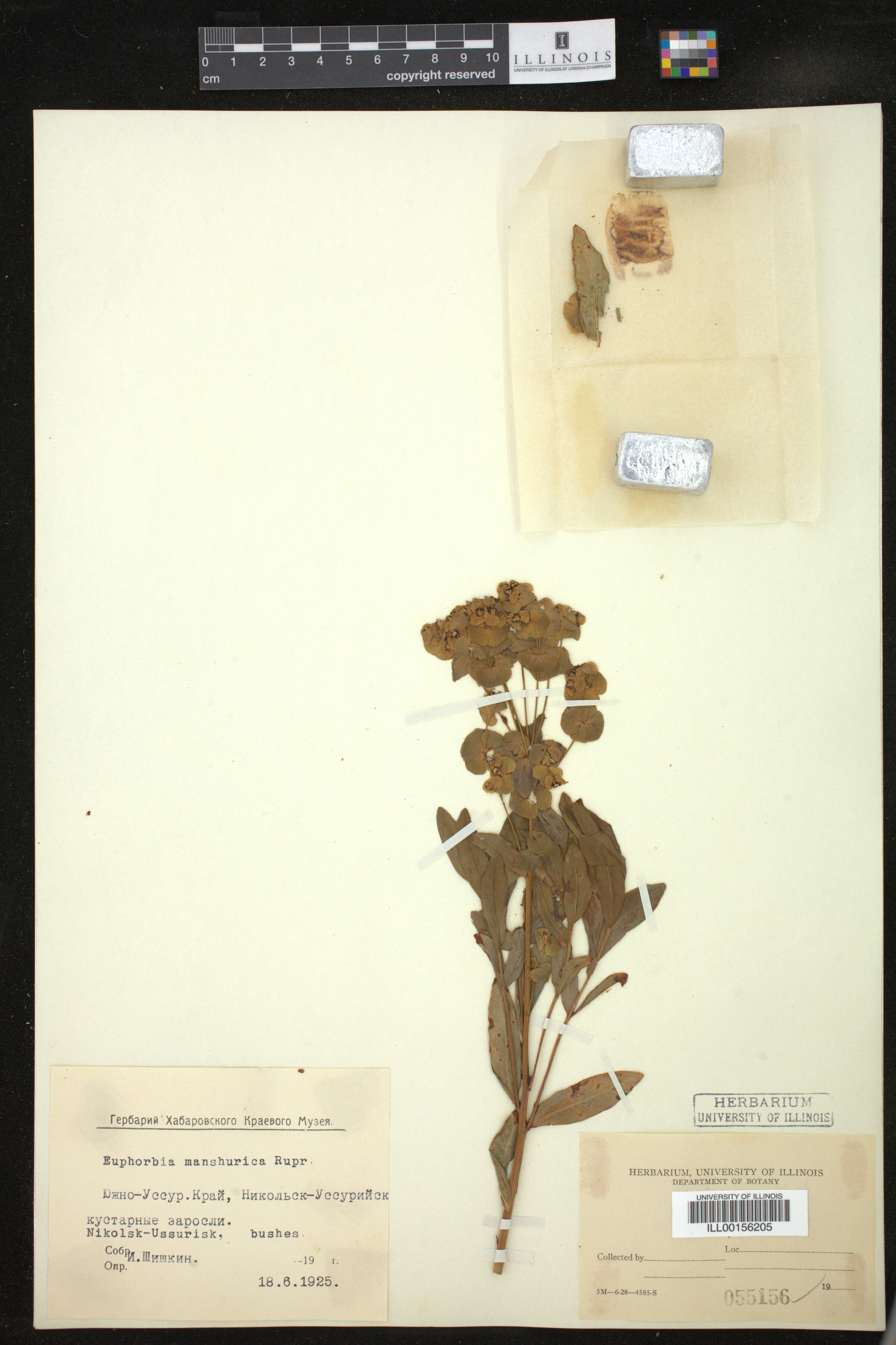 Euphorbia mandshurica image