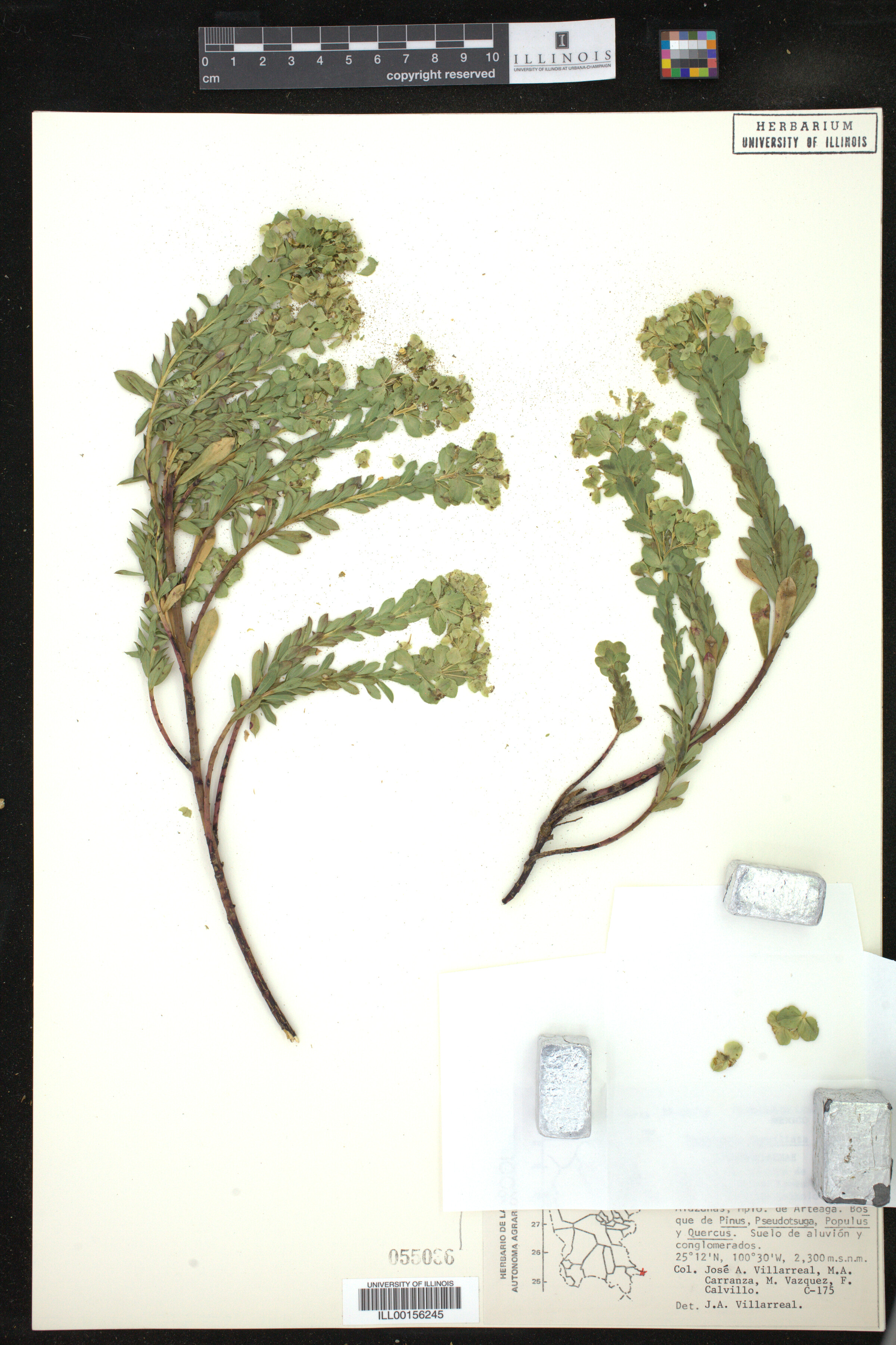 Euphorbia furcillata image