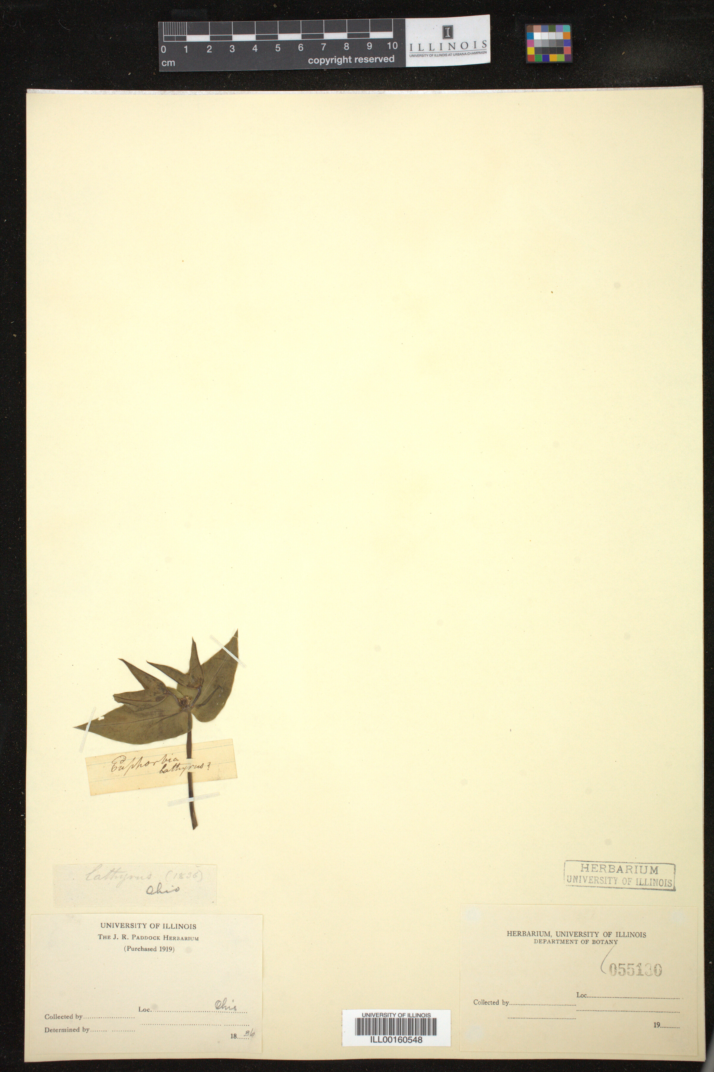 Euphorbia lathyris image