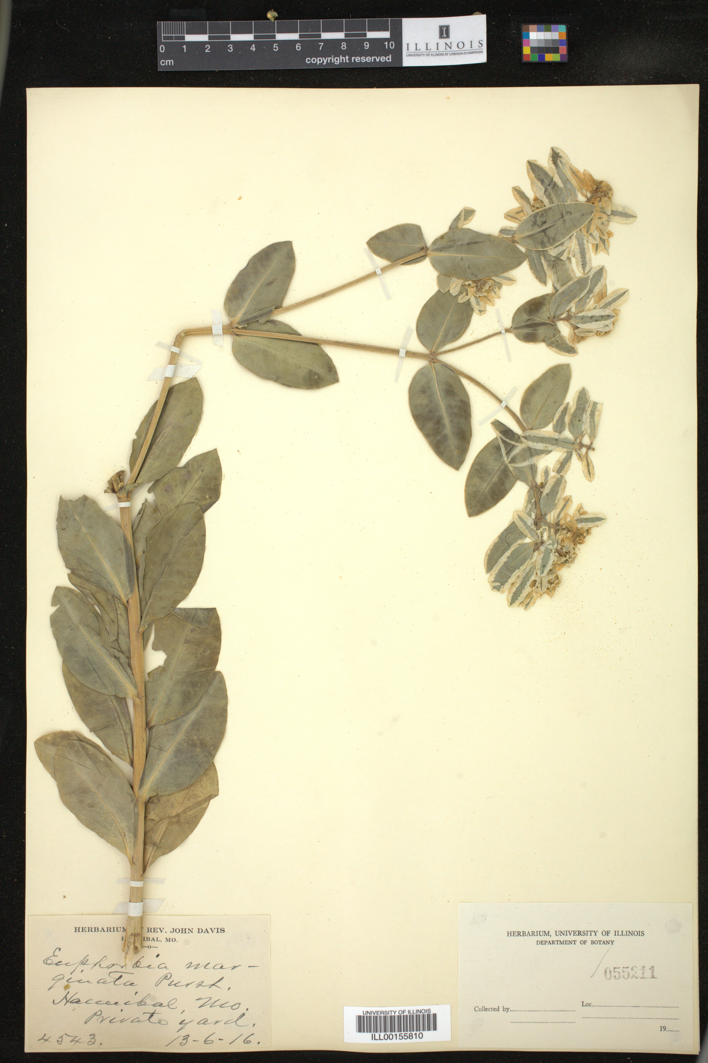 Euphorbia marginata image