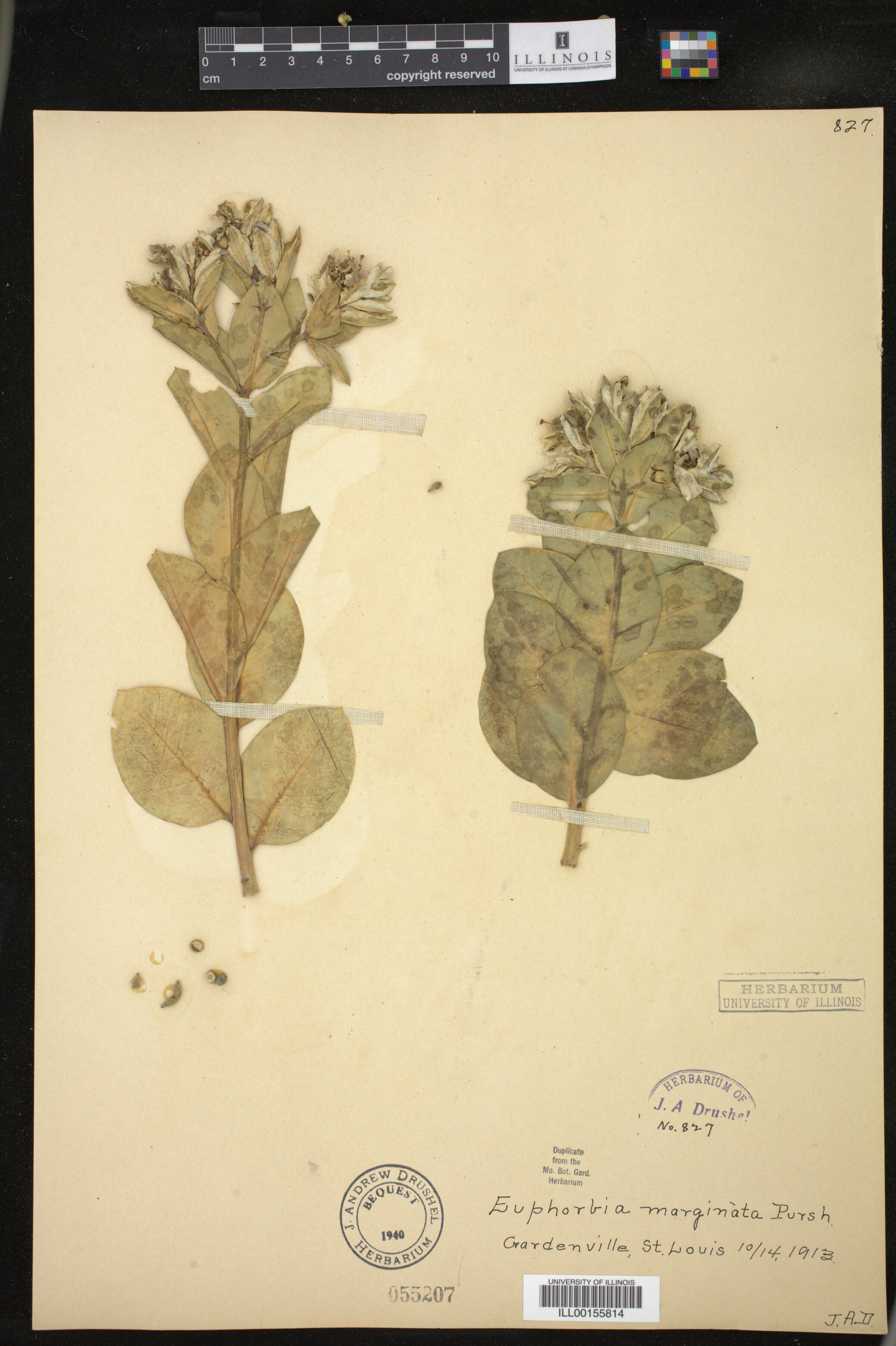 Euphorbia marginata image