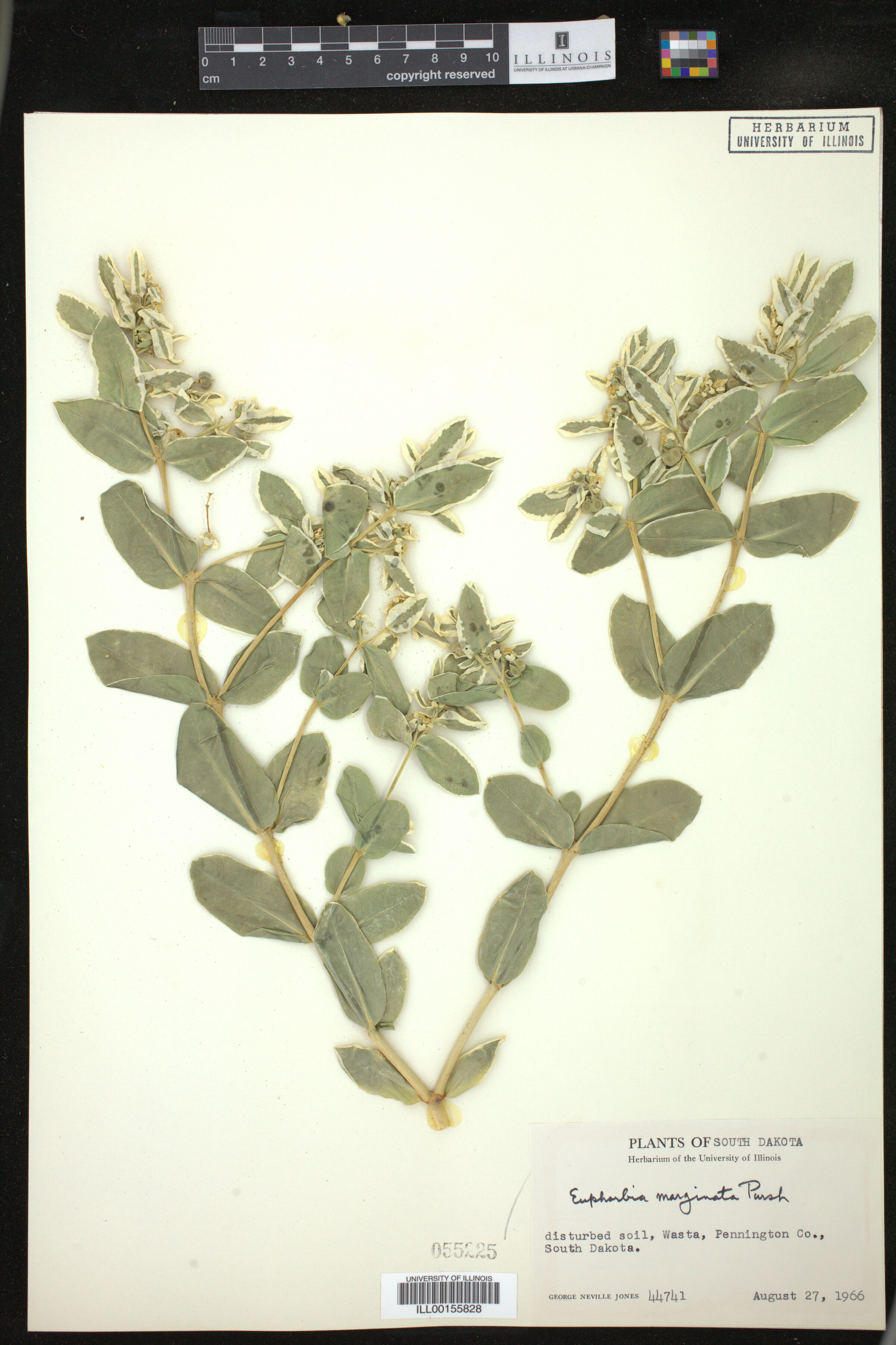 Euphorbia marginata image