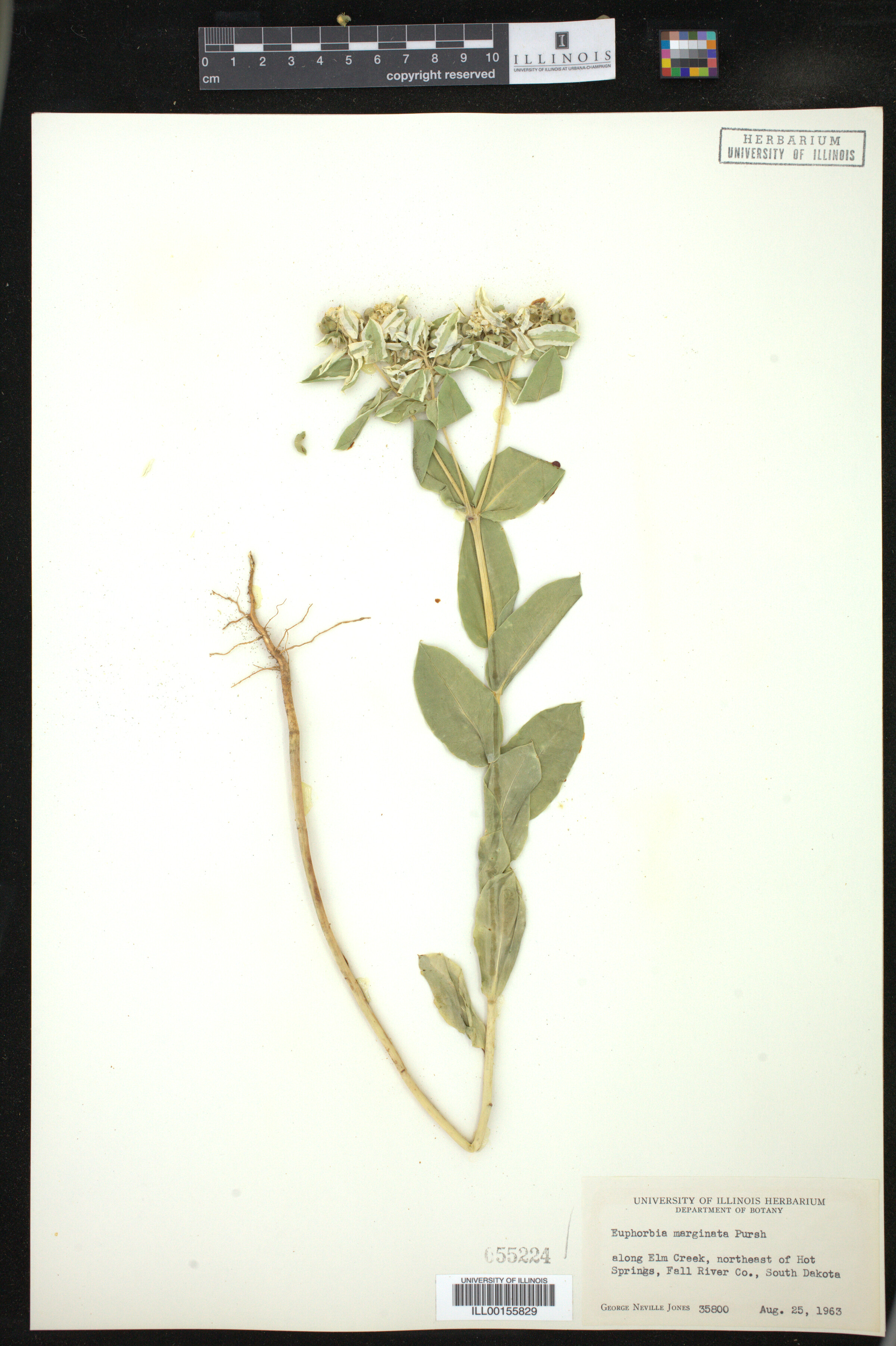 Euphorbia marginata image