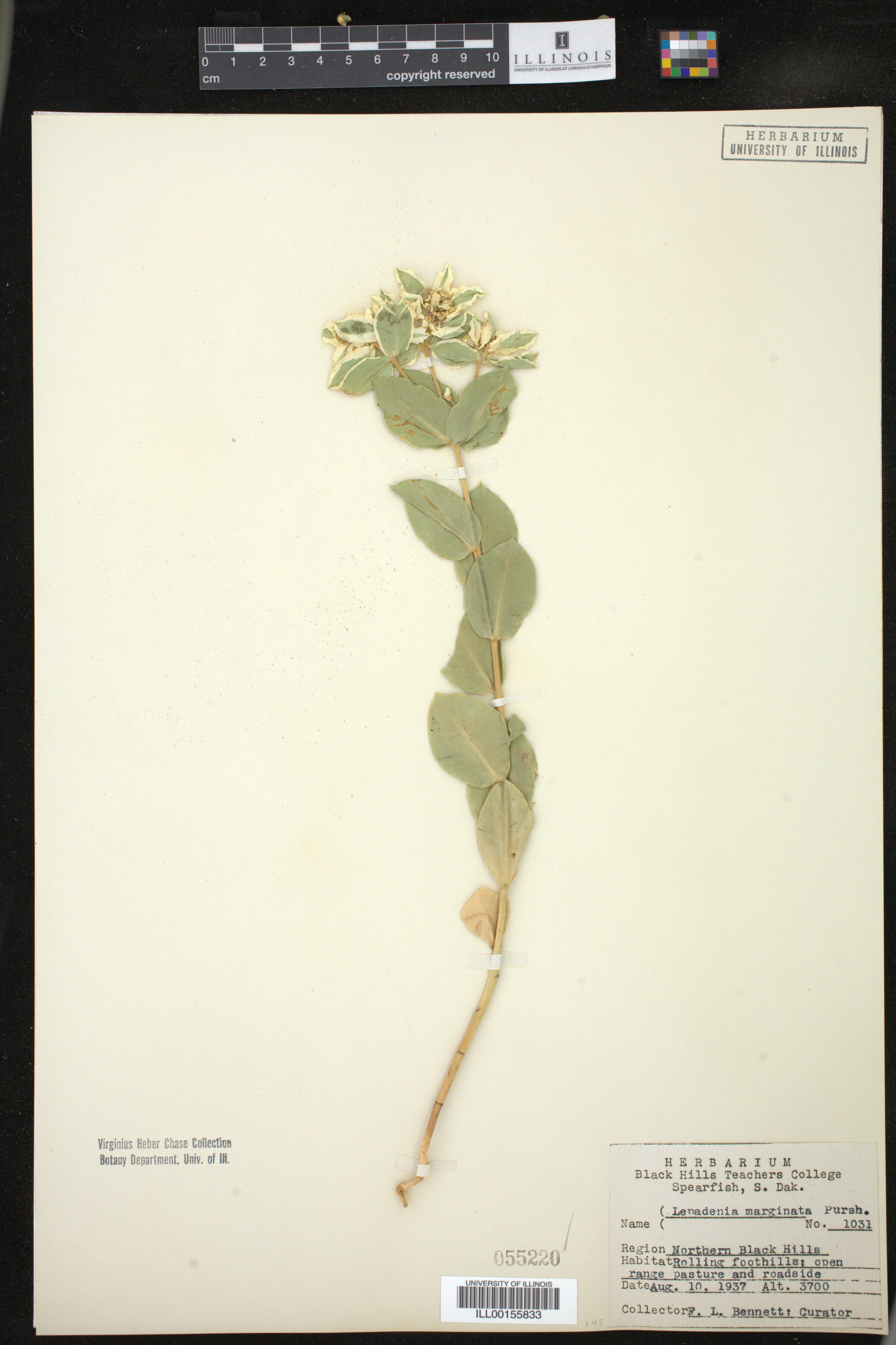 Euphorbia marginata image