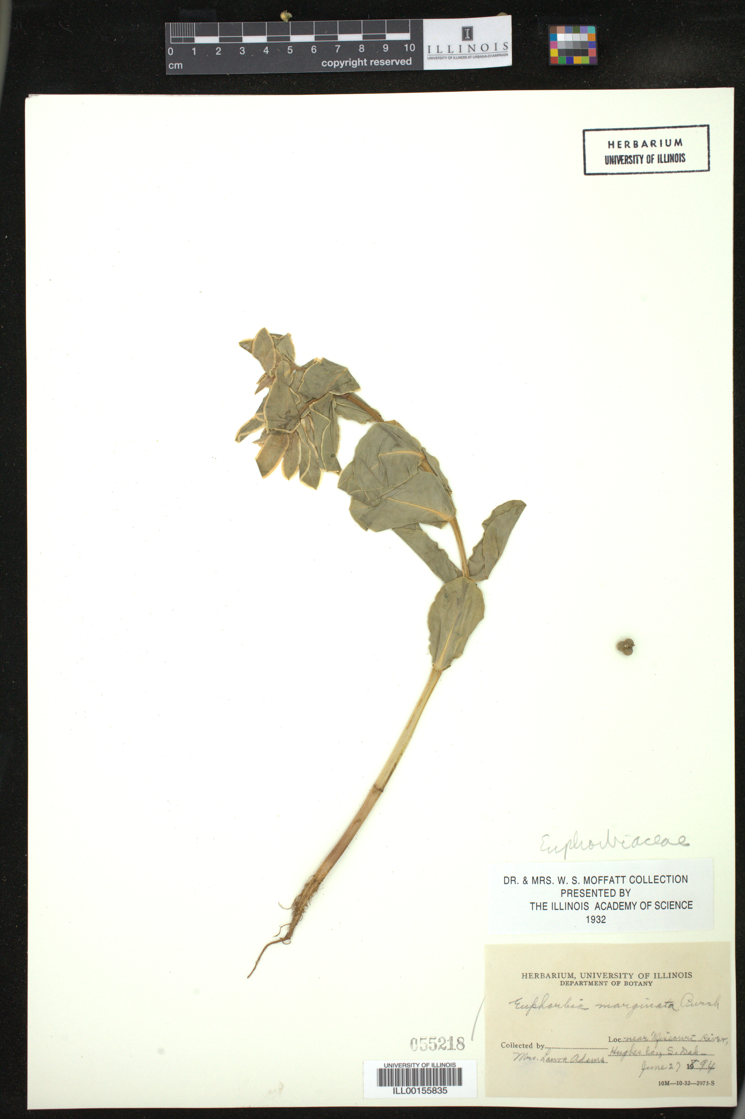 Euphorbia marginata image