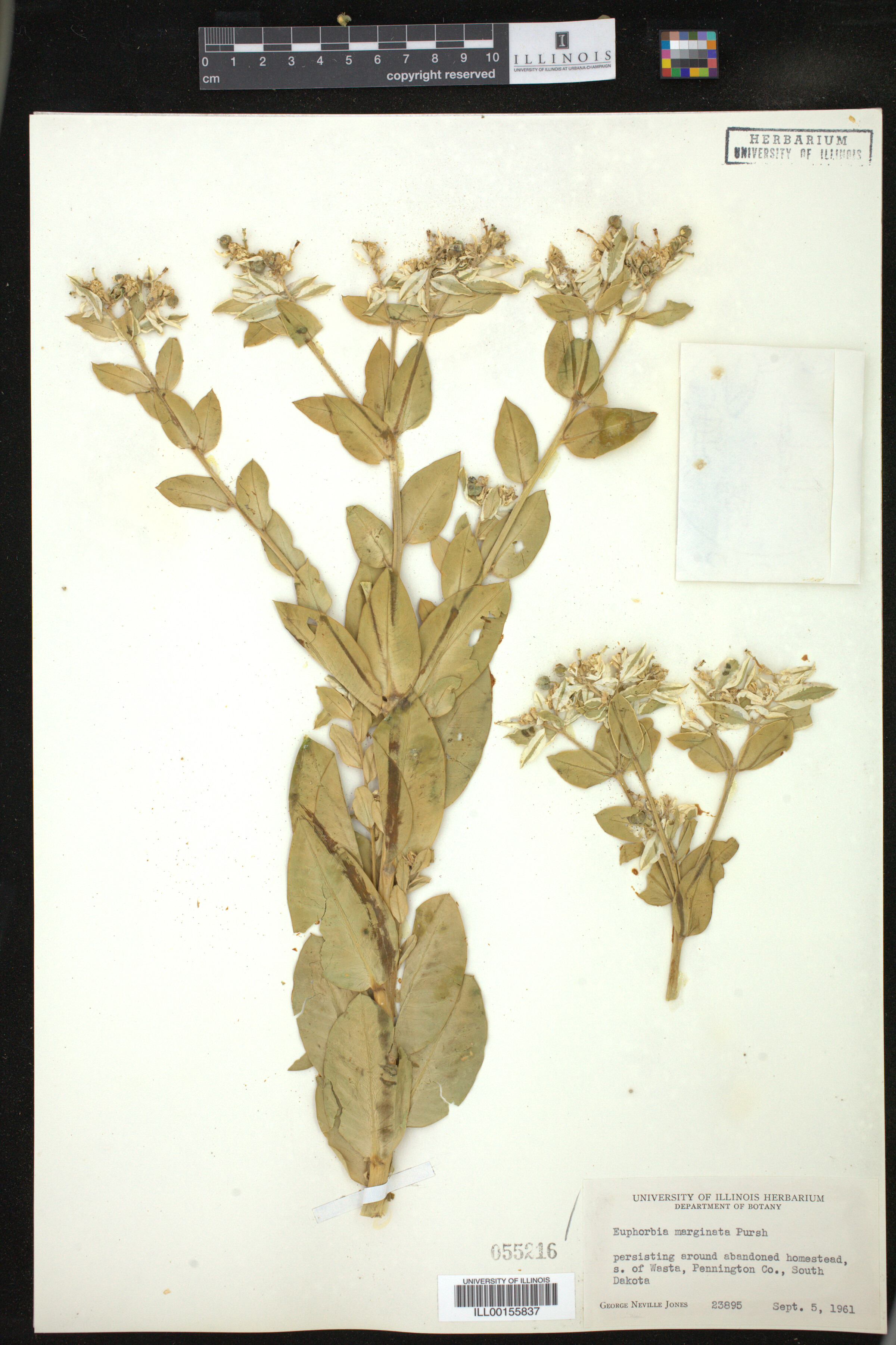 Euphorbia marginata image