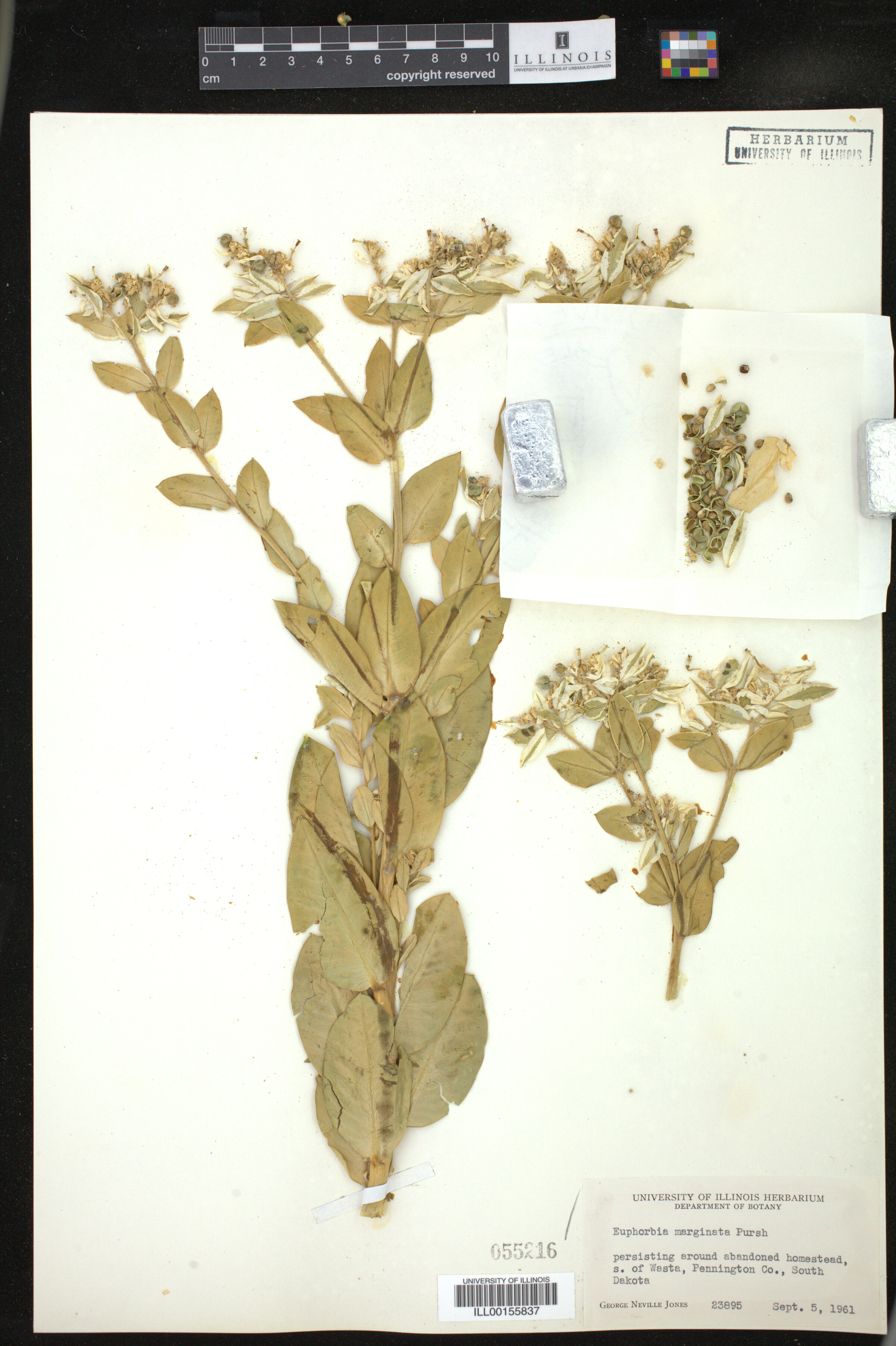 Euphorbia marginata image