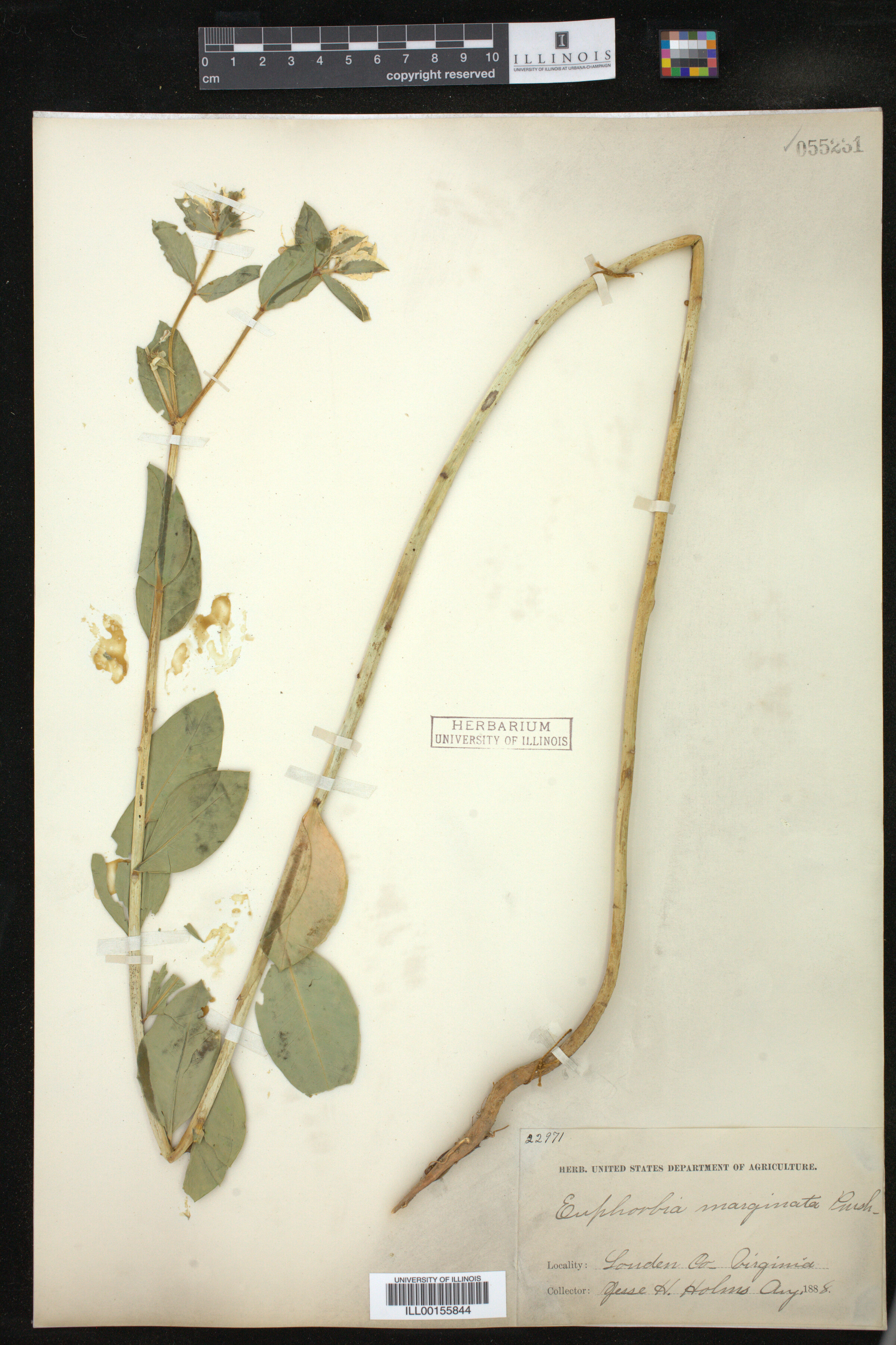 Euphorbia marginata image