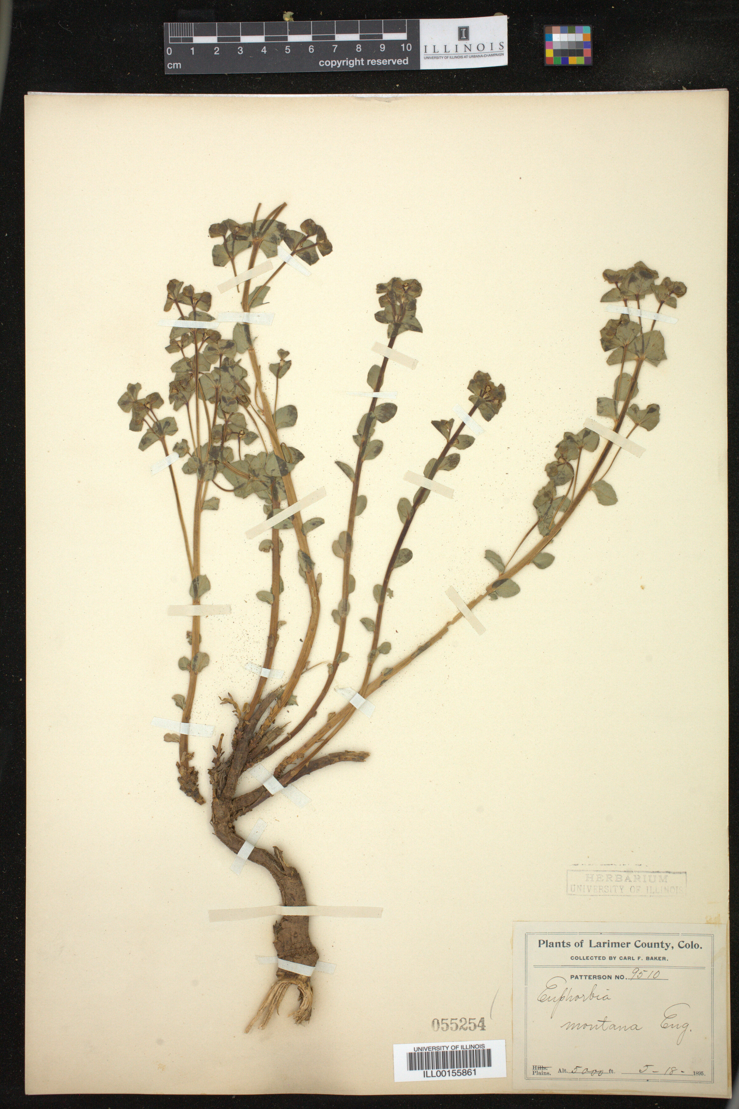 Euphorbia brachycera image