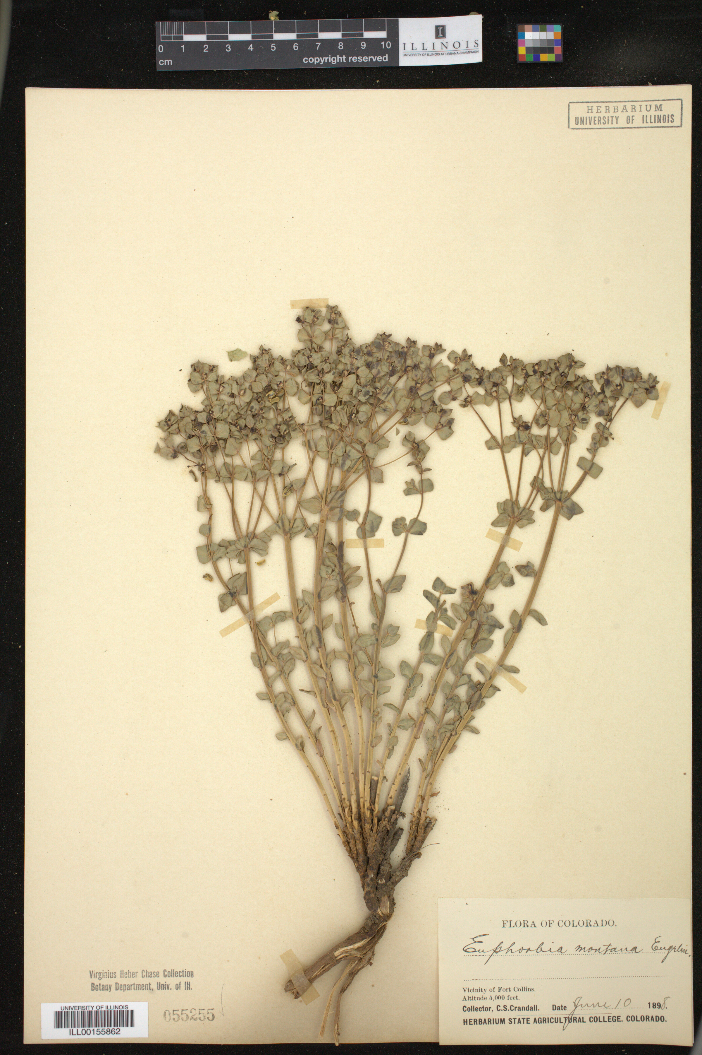 Euphorbia brachycera image