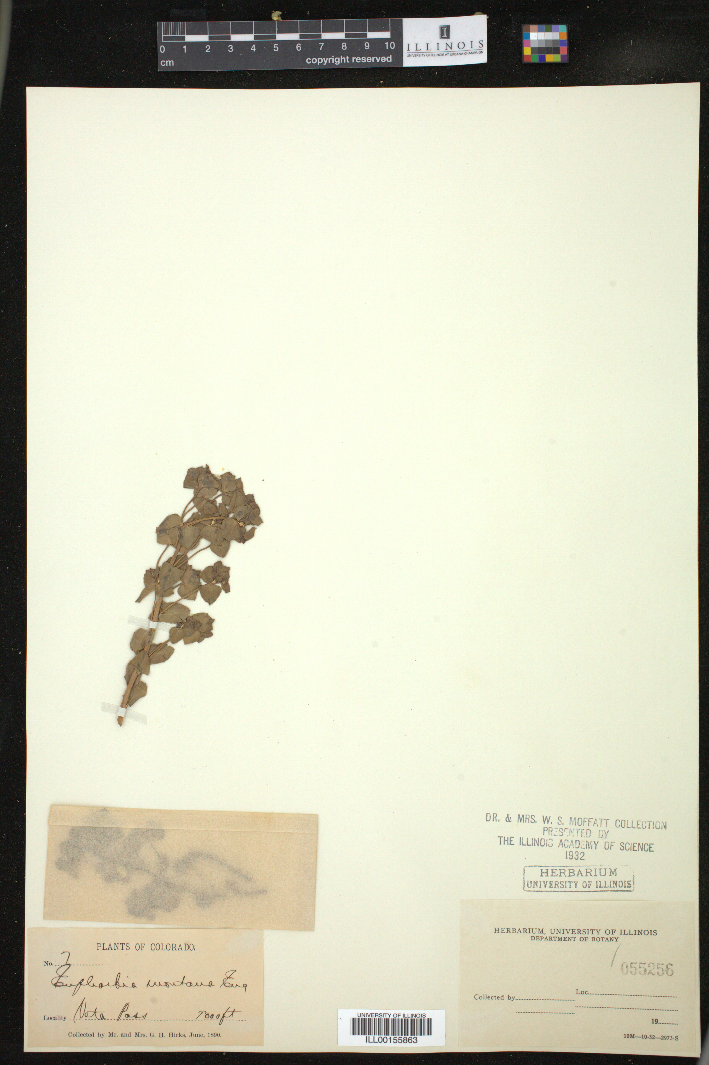 Euphorbia brachycera image