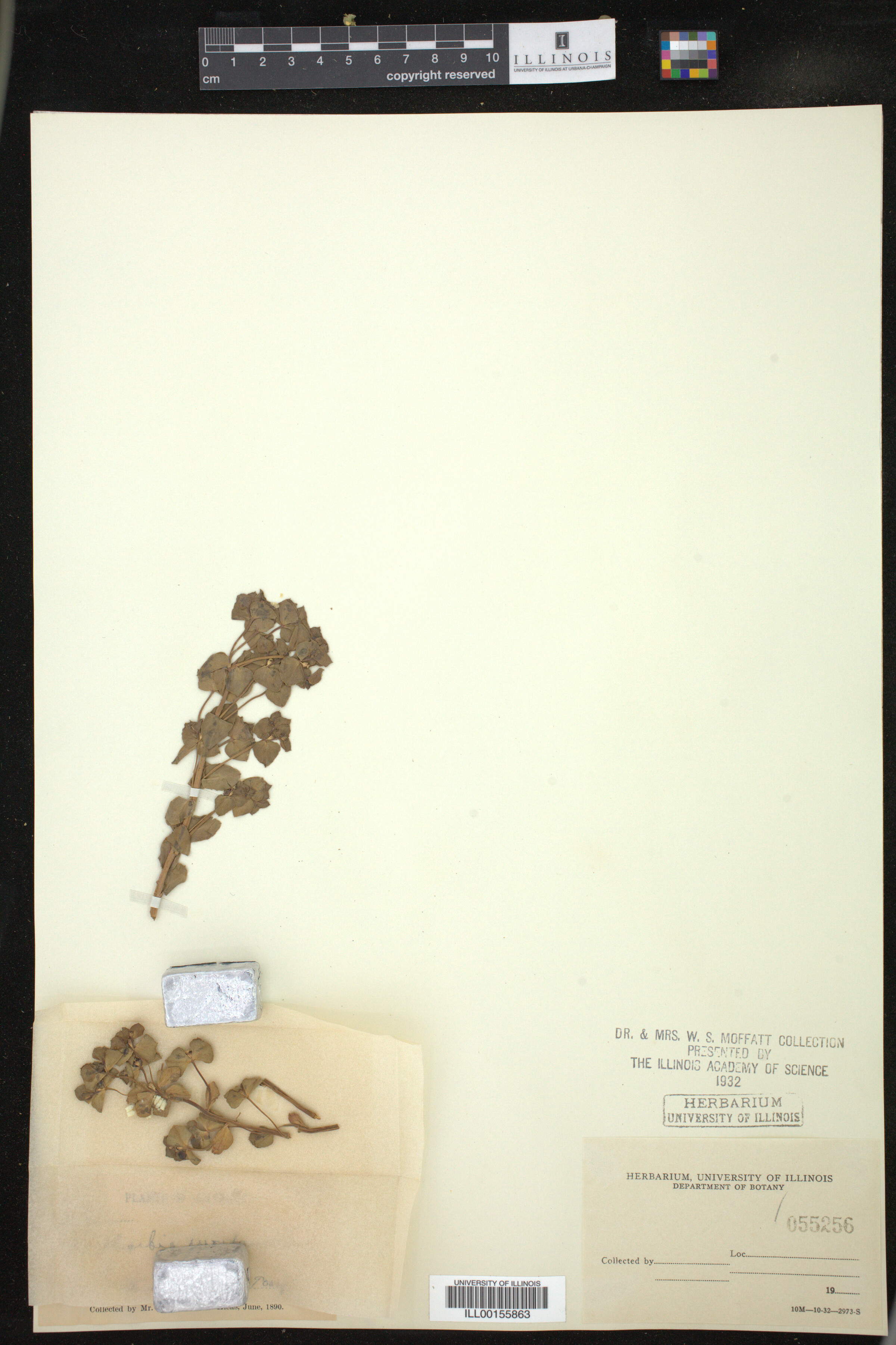 Euphorbia brachycera image