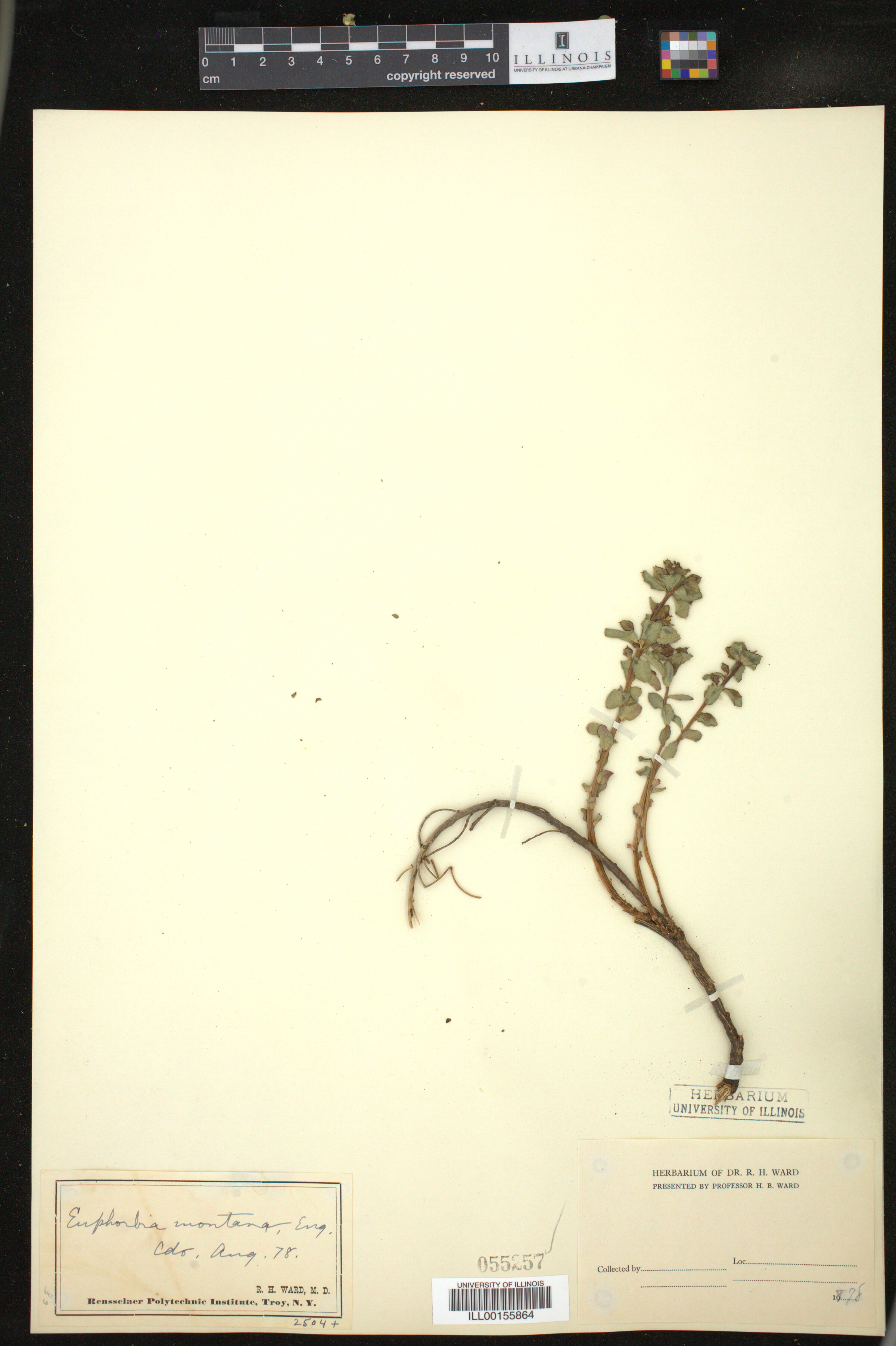 Euphorbia brachycera image