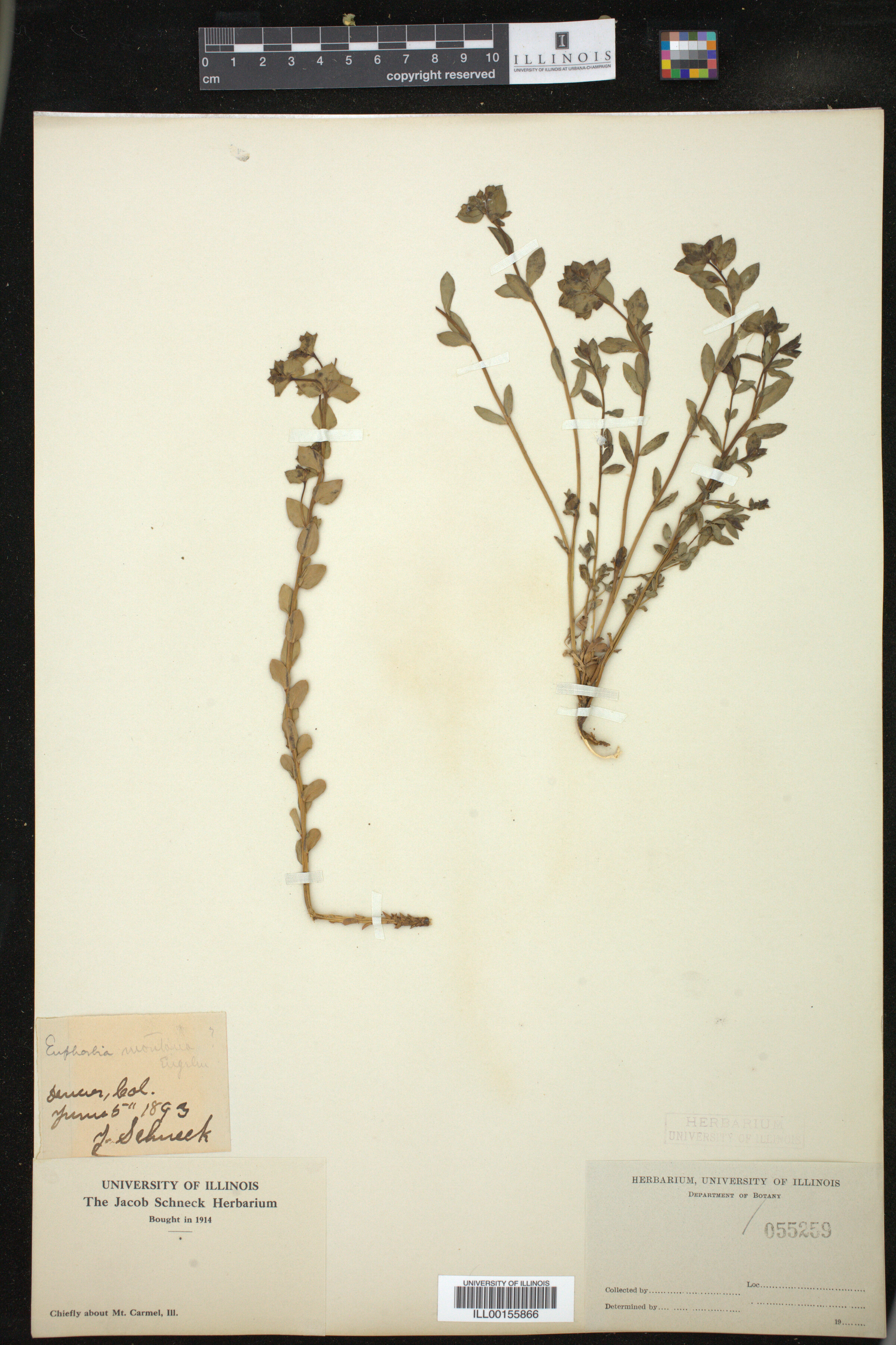 Euphorbia brachycera image