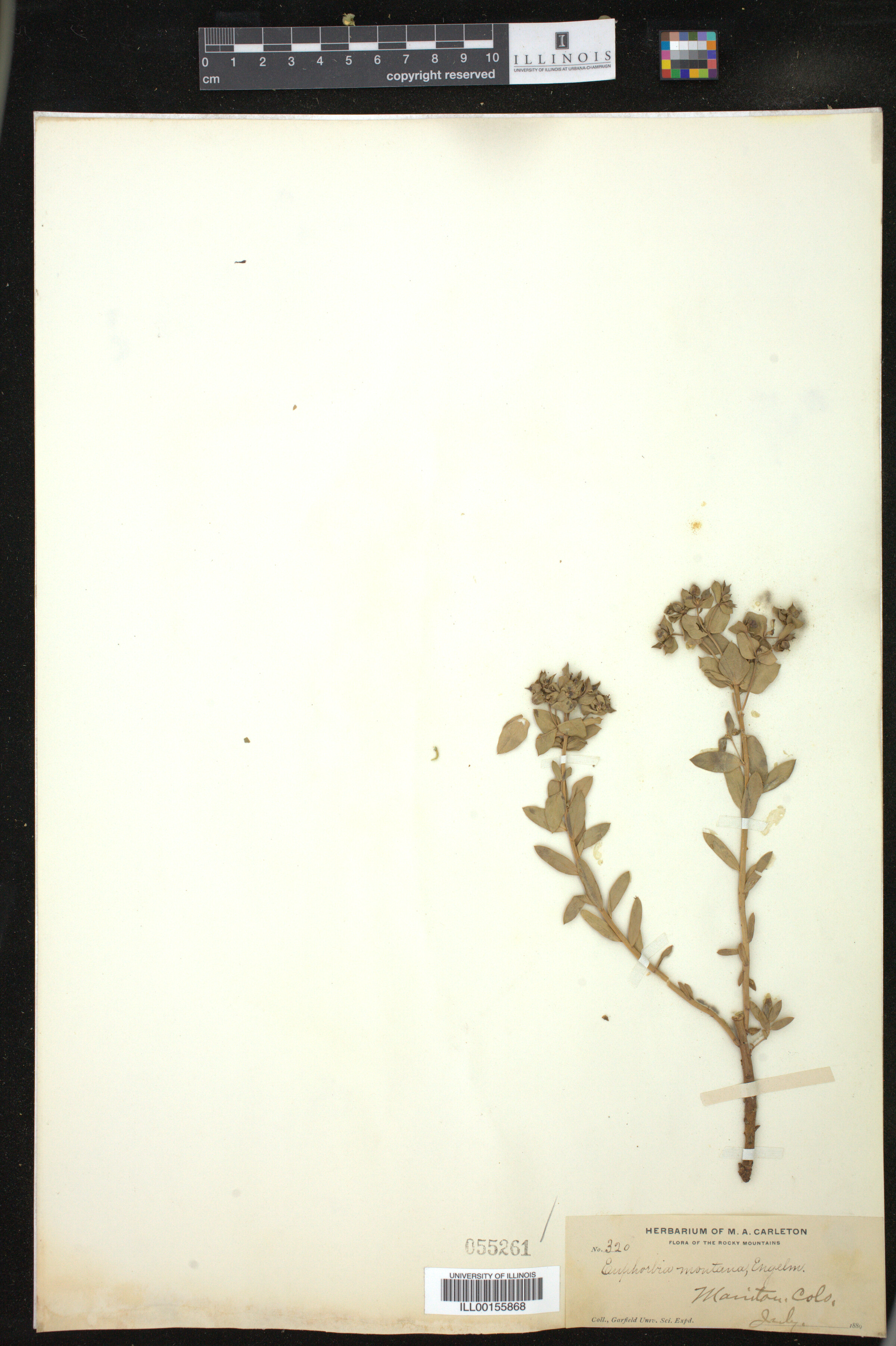 Euphorbia brachycera image