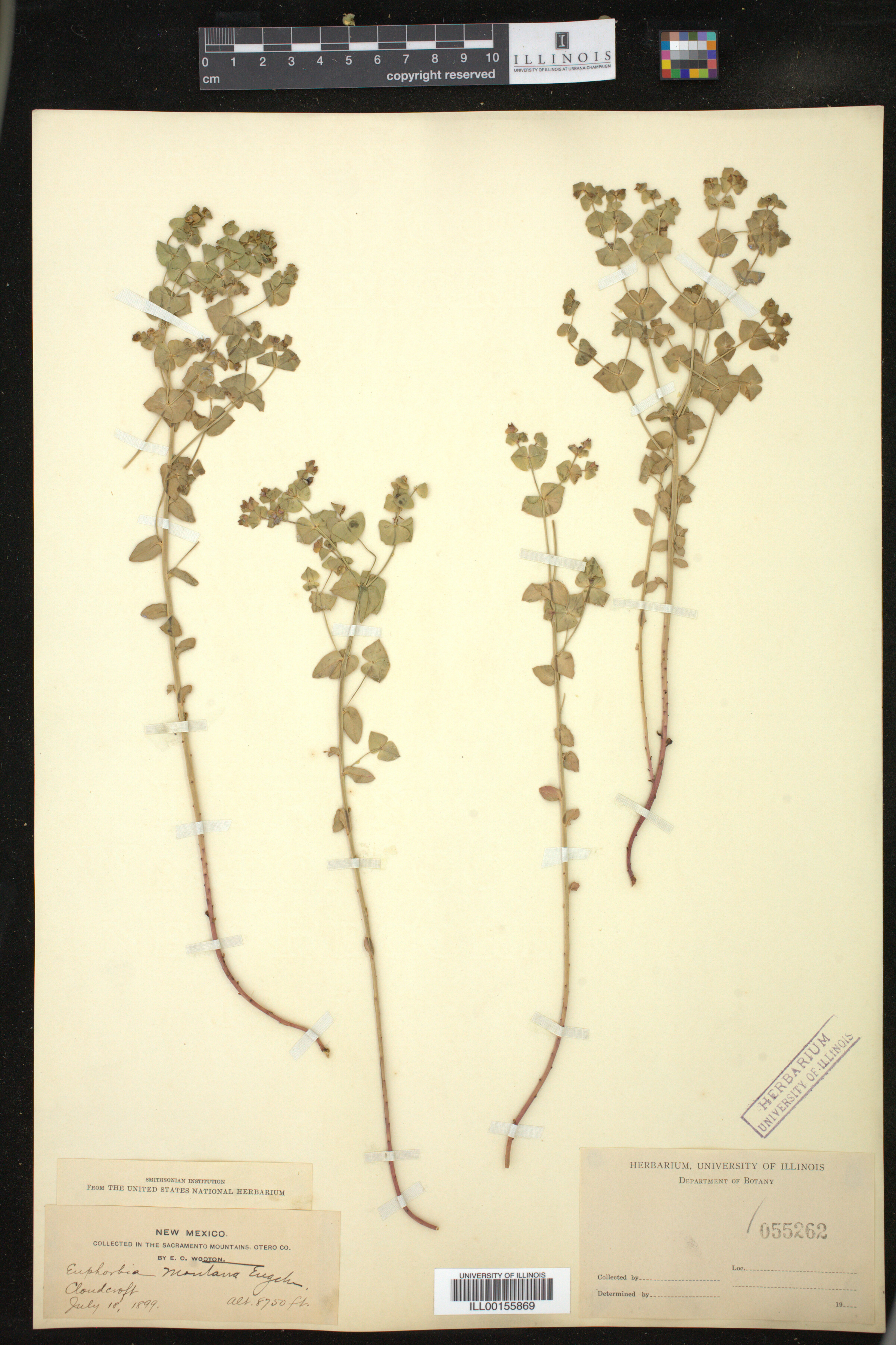 Euphorbia brachycera image