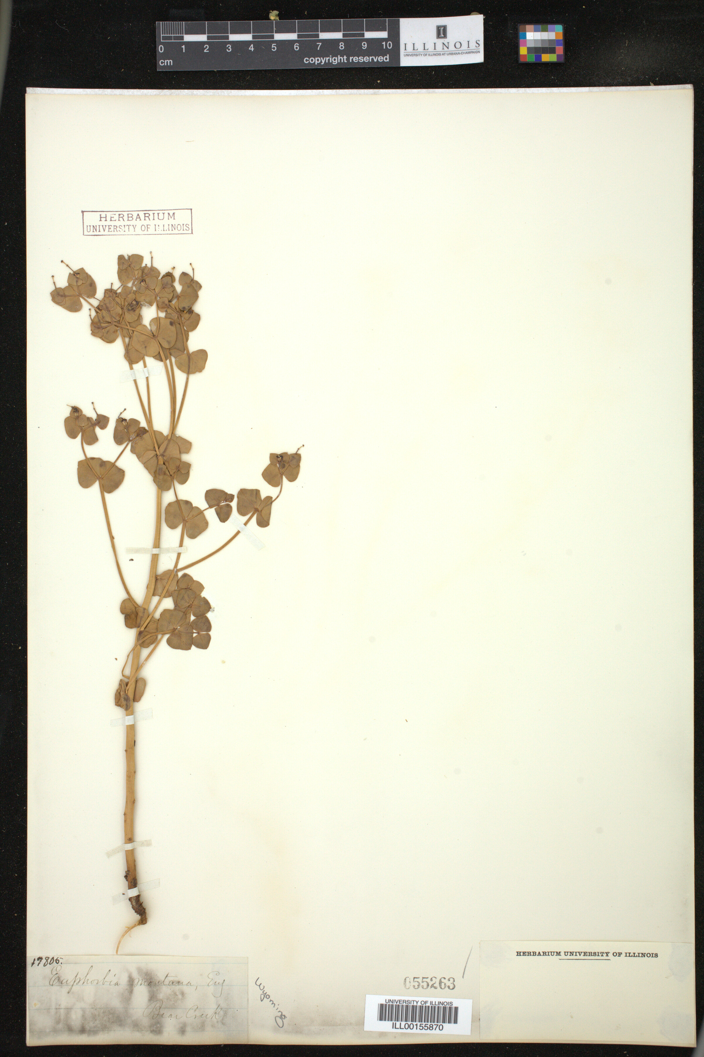 Euphorbia brachycera image