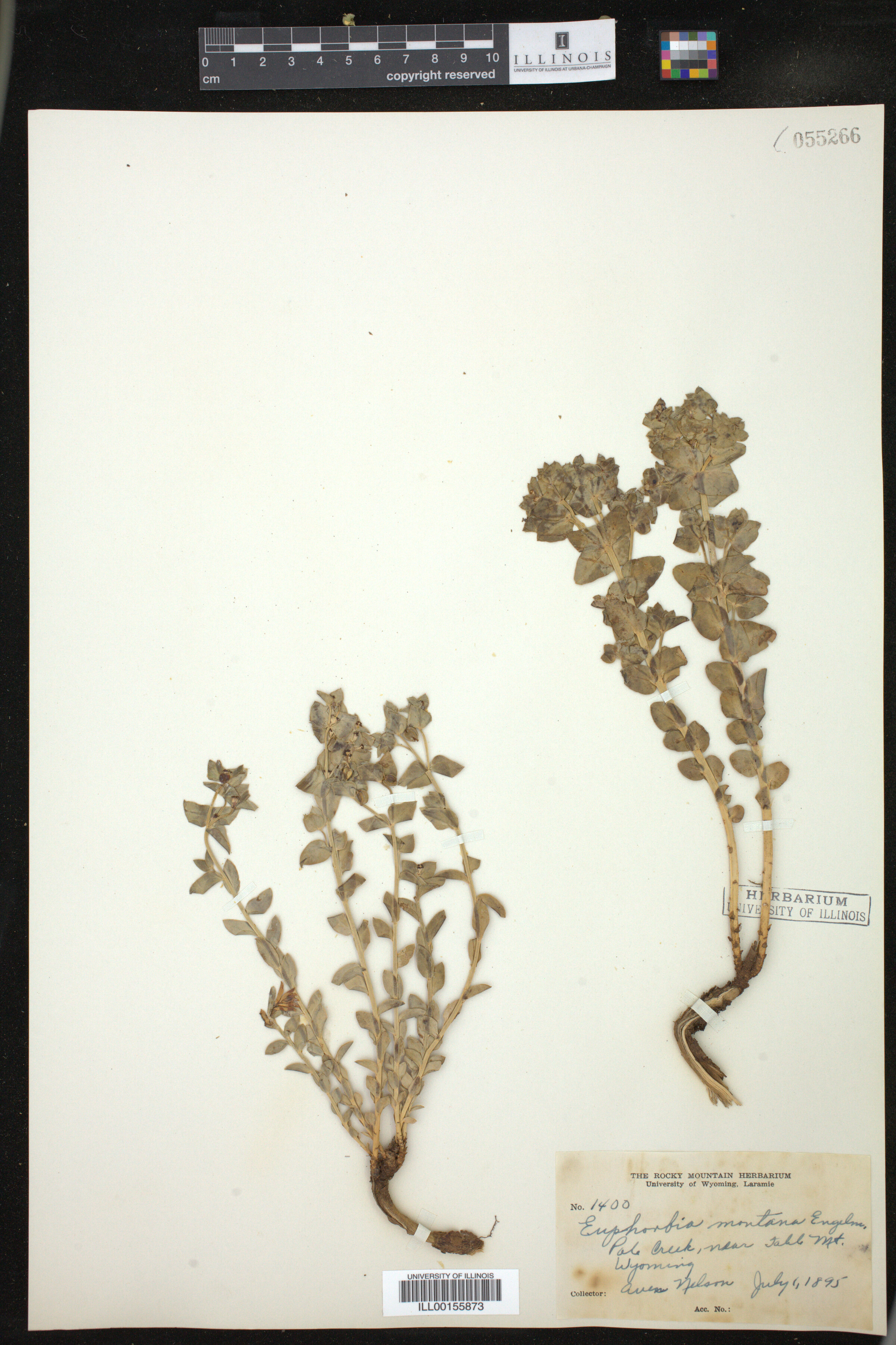 Euphorbia brachycera image