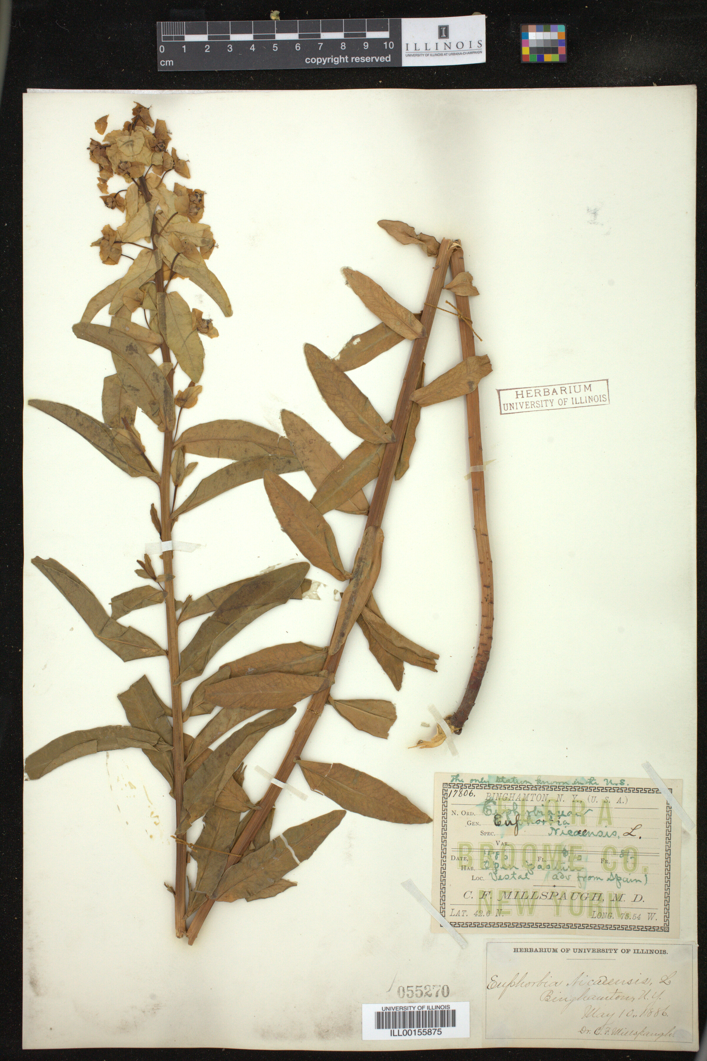 Euphorbia nicaeensis image