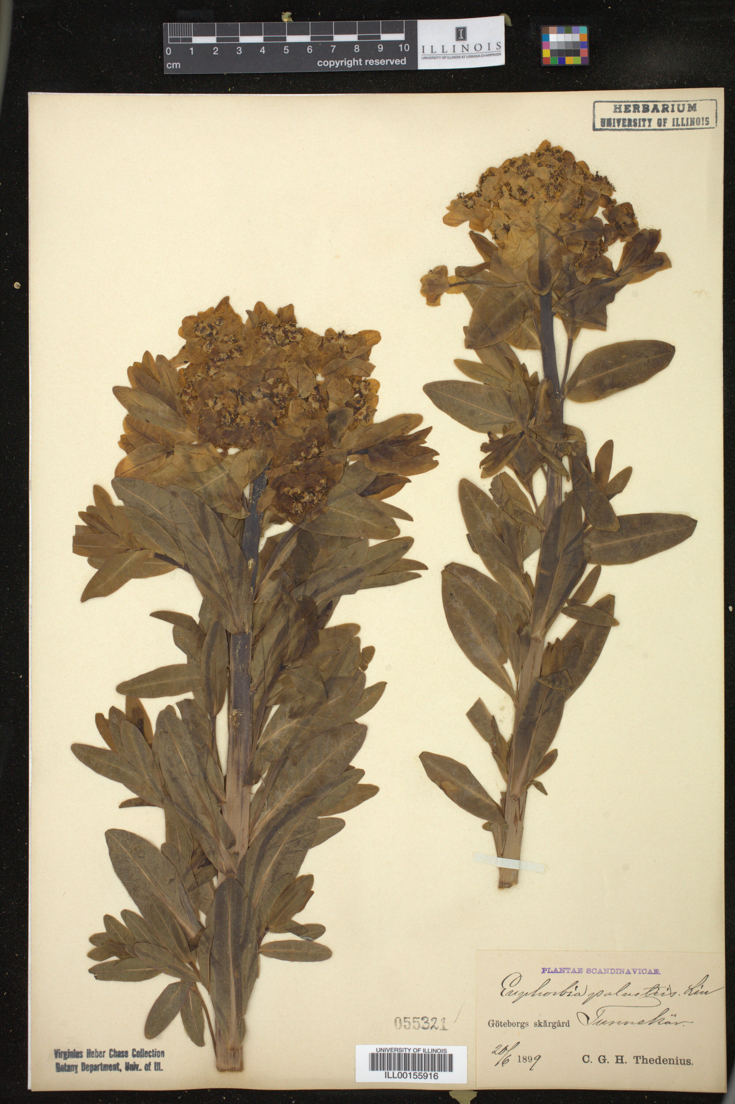 Euphorbia palustris image