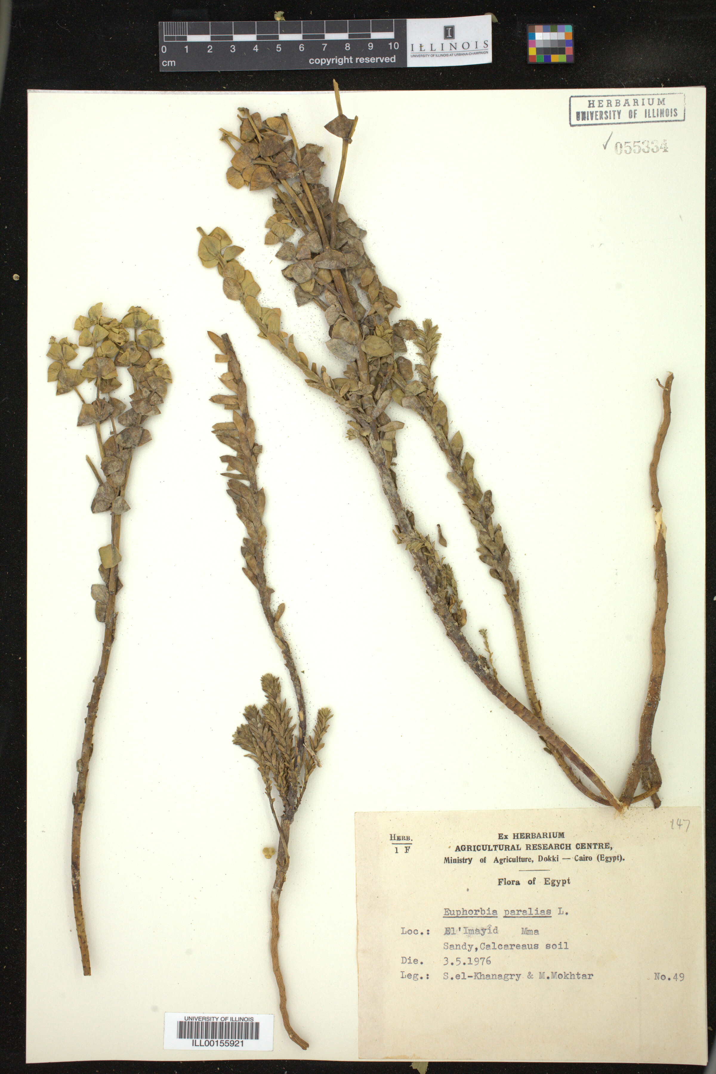 Euphorbia paralias image