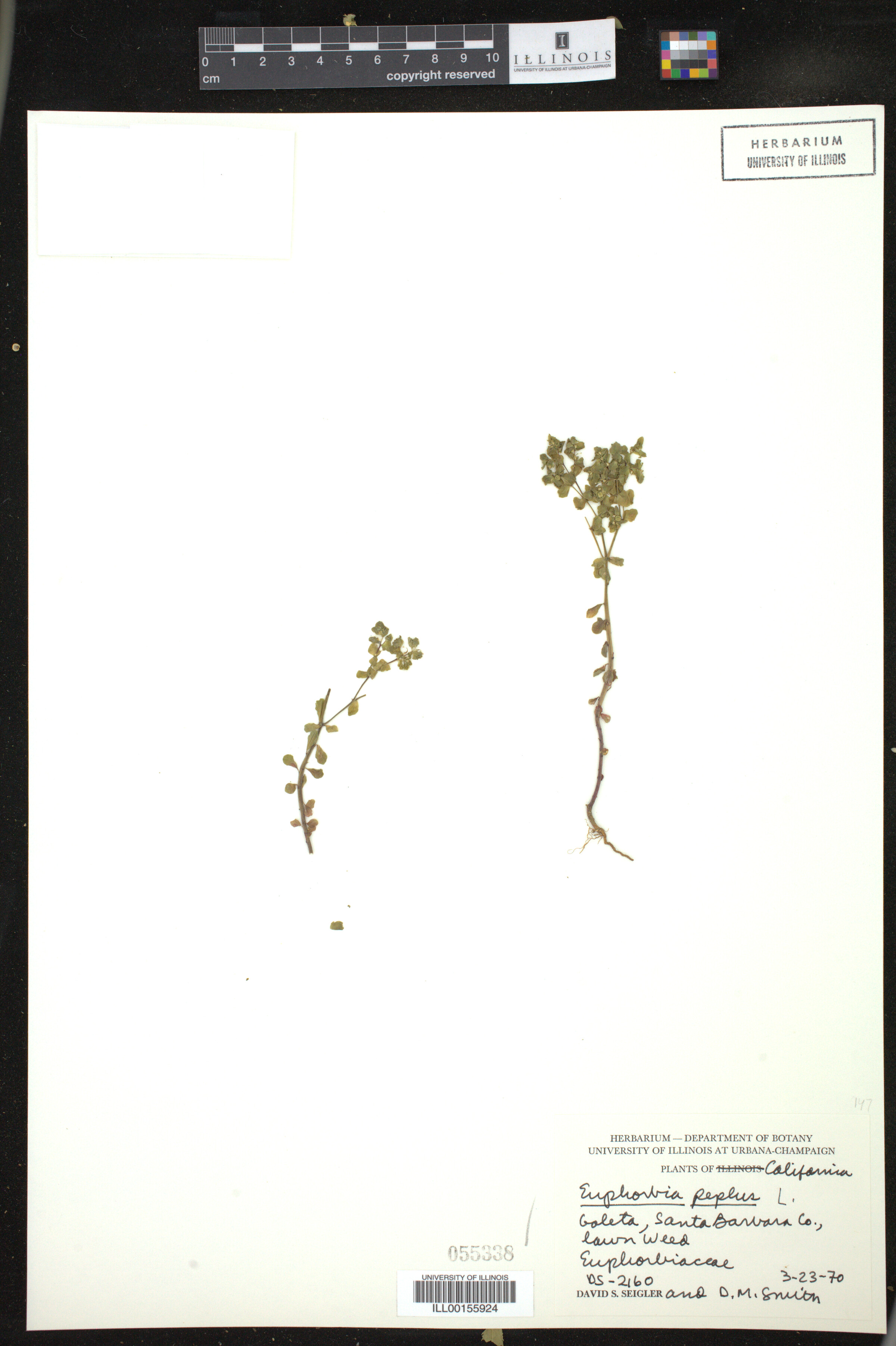 Euphorbia peplus image